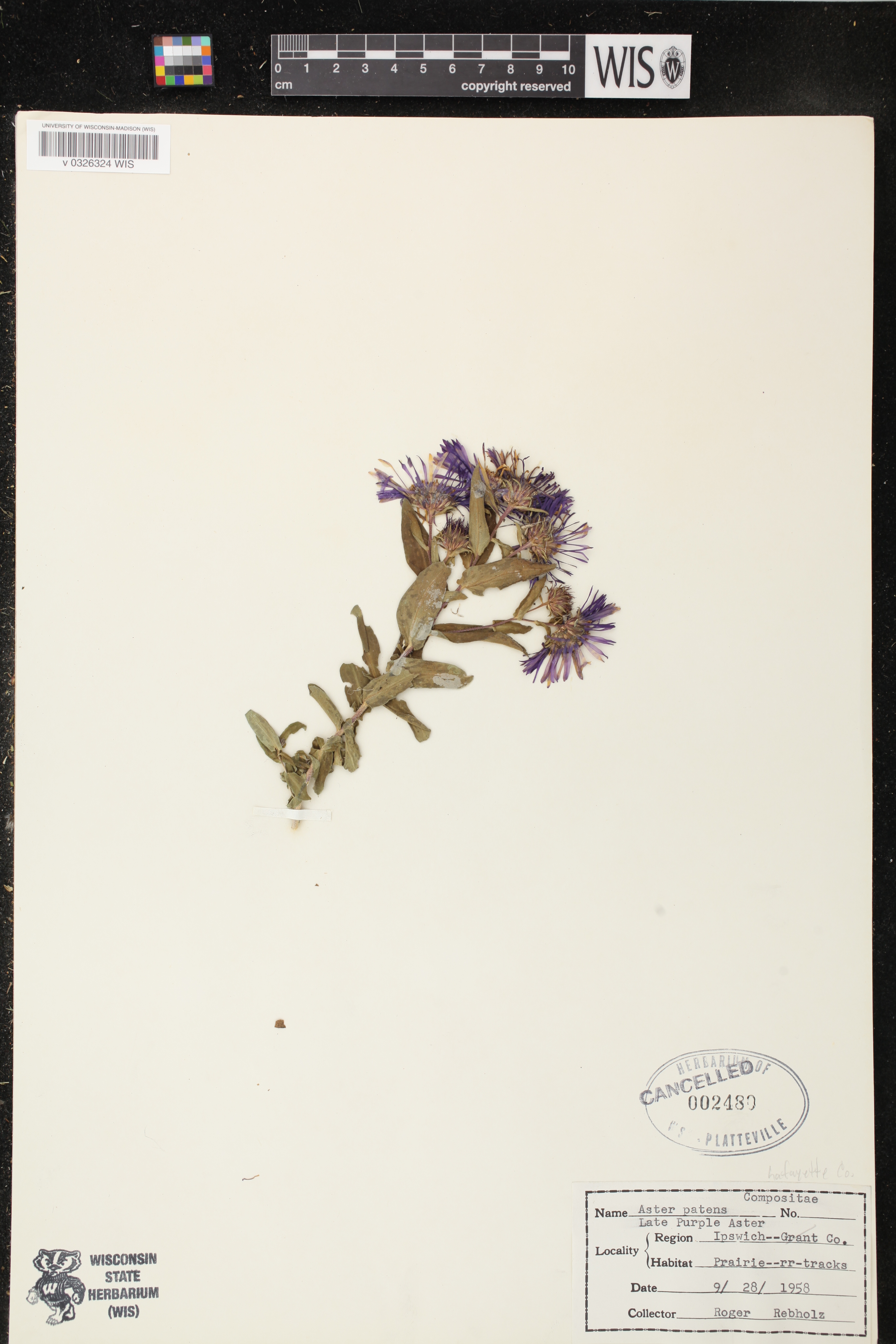 Symphyotrichum novae-angliae image