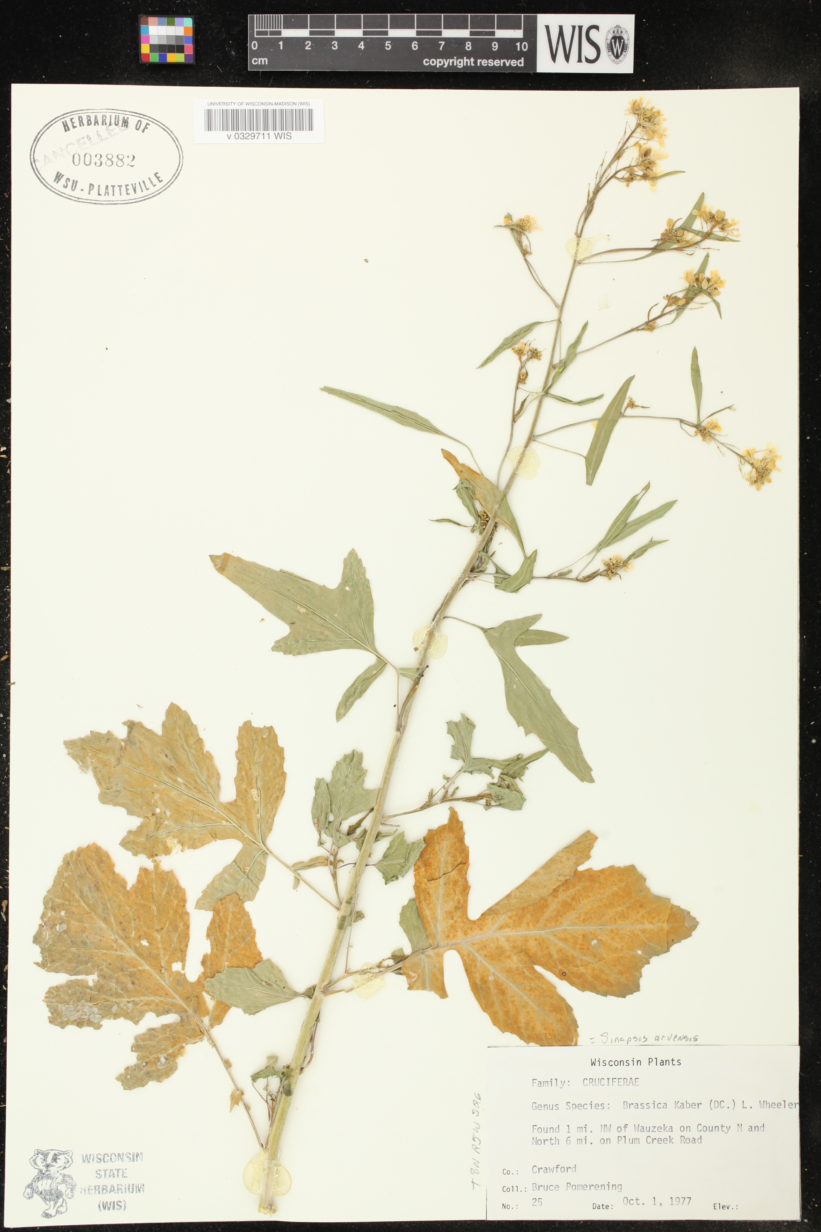 Brassica nigra image