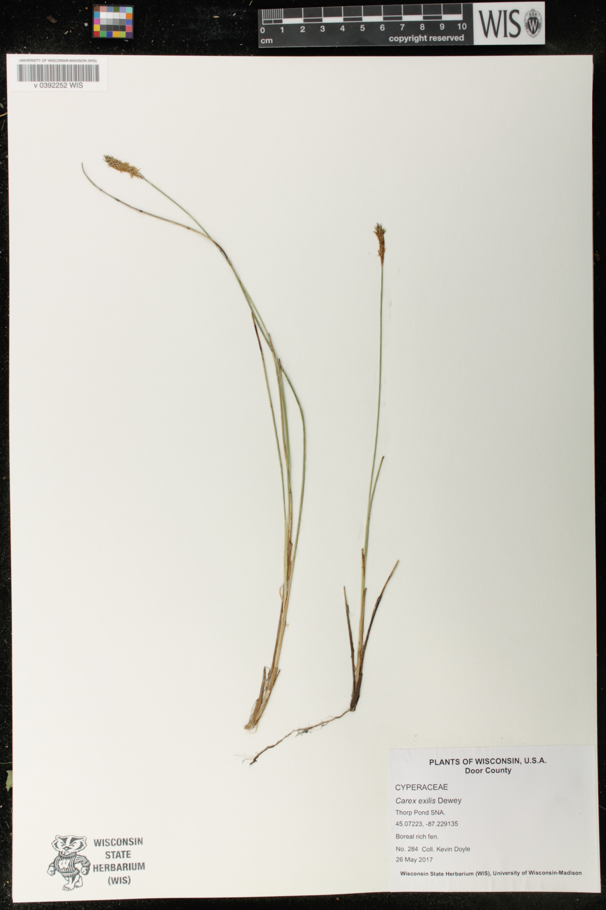 Carex exilis image