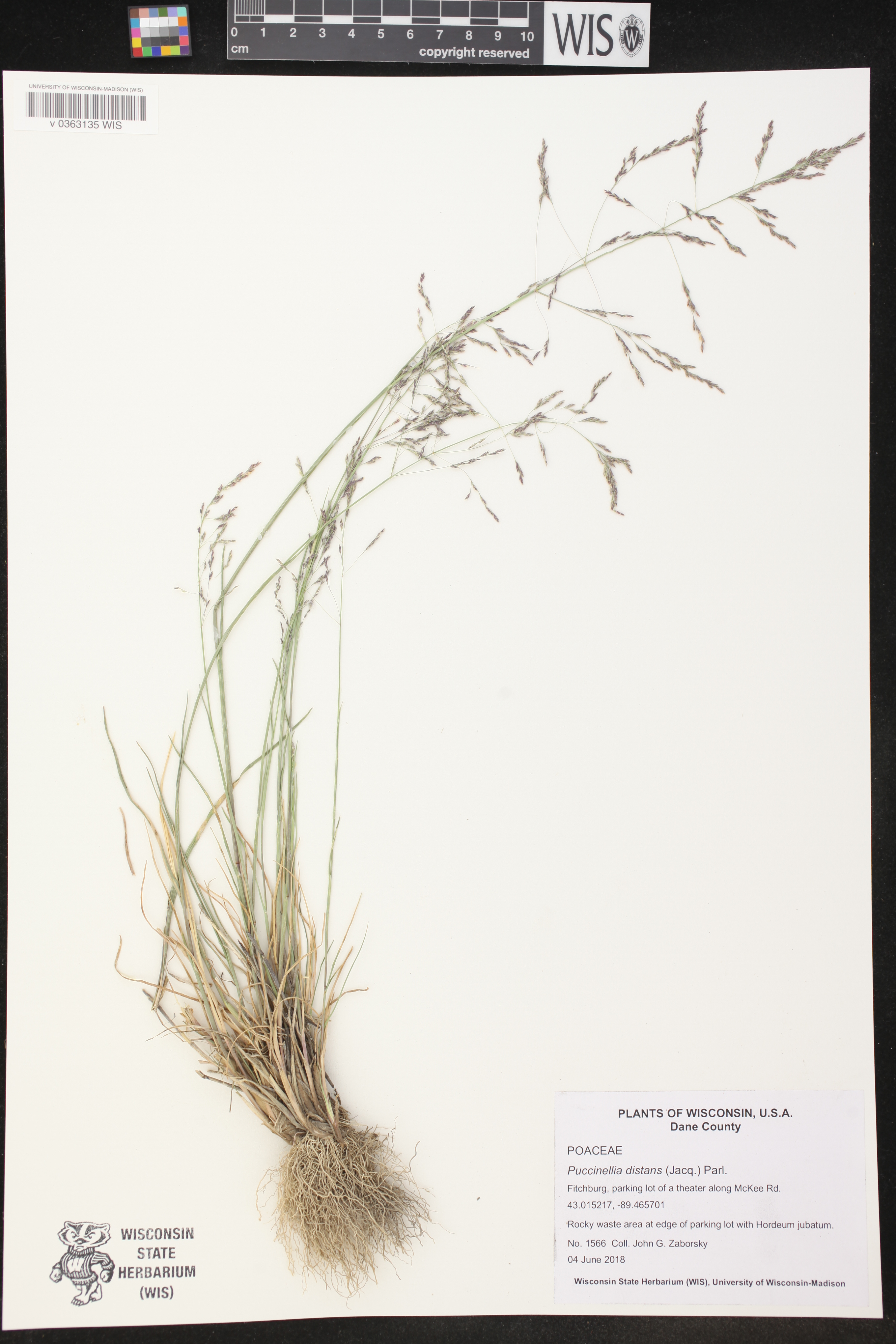 Puccinellia distans image