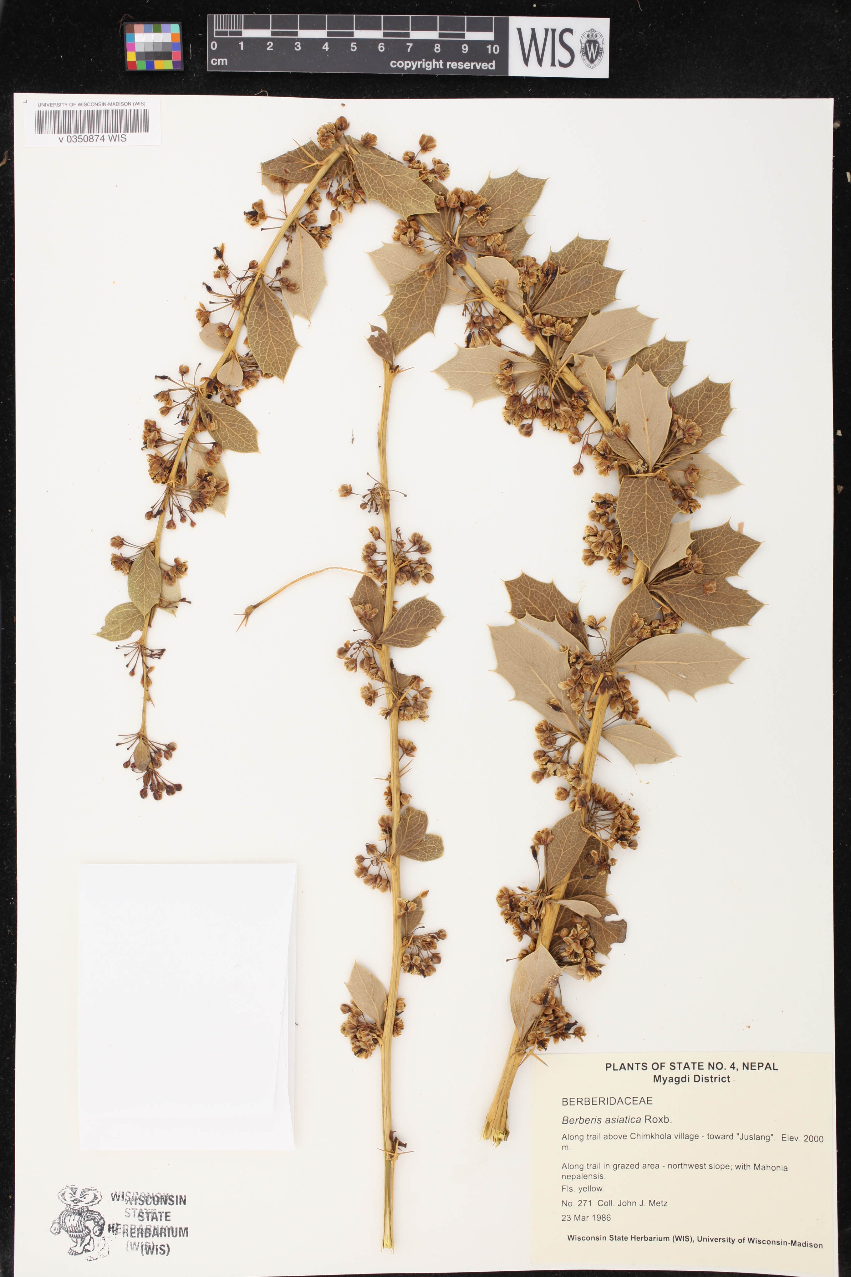 Berberis asiatica image