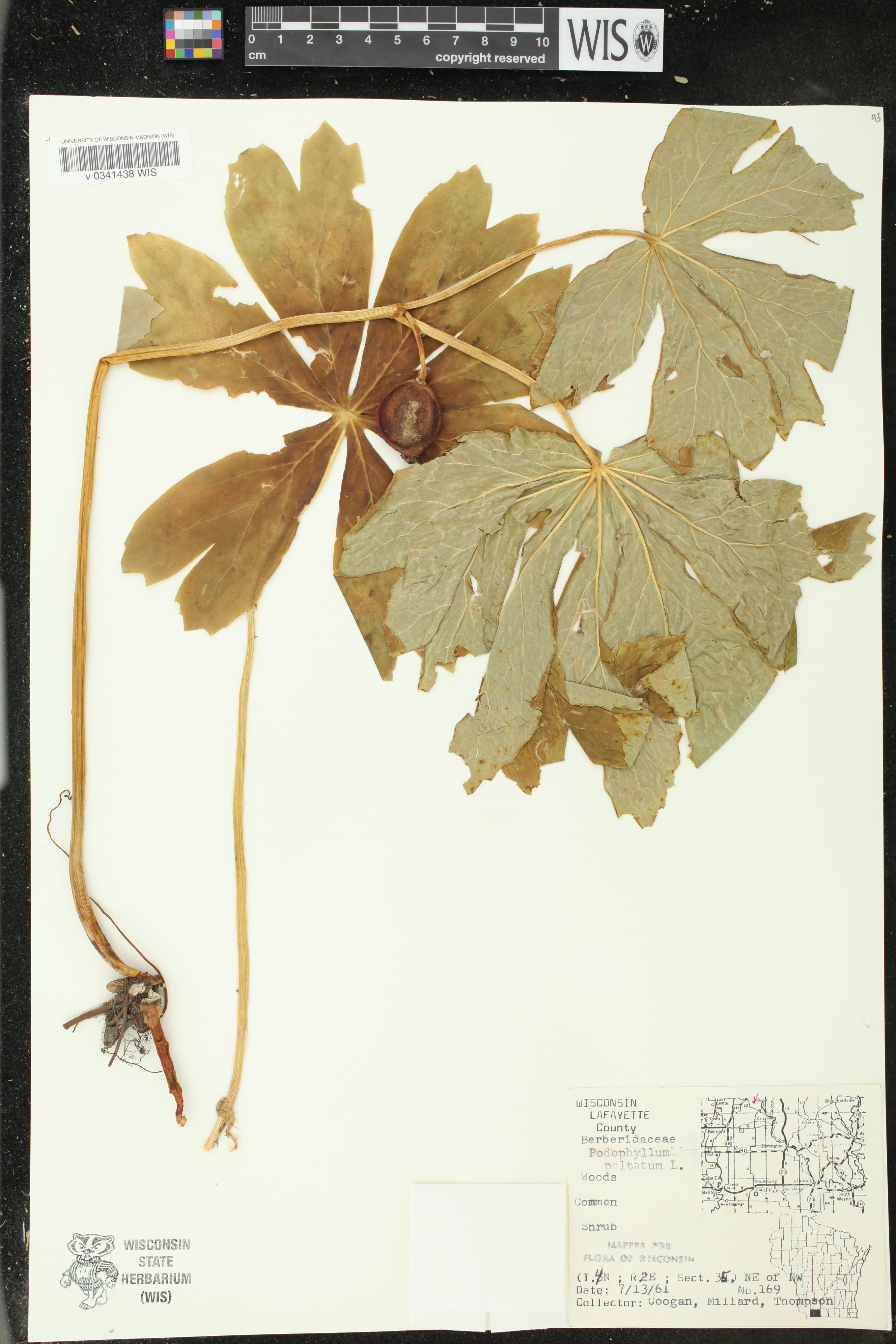 Podophyllum peltatum image