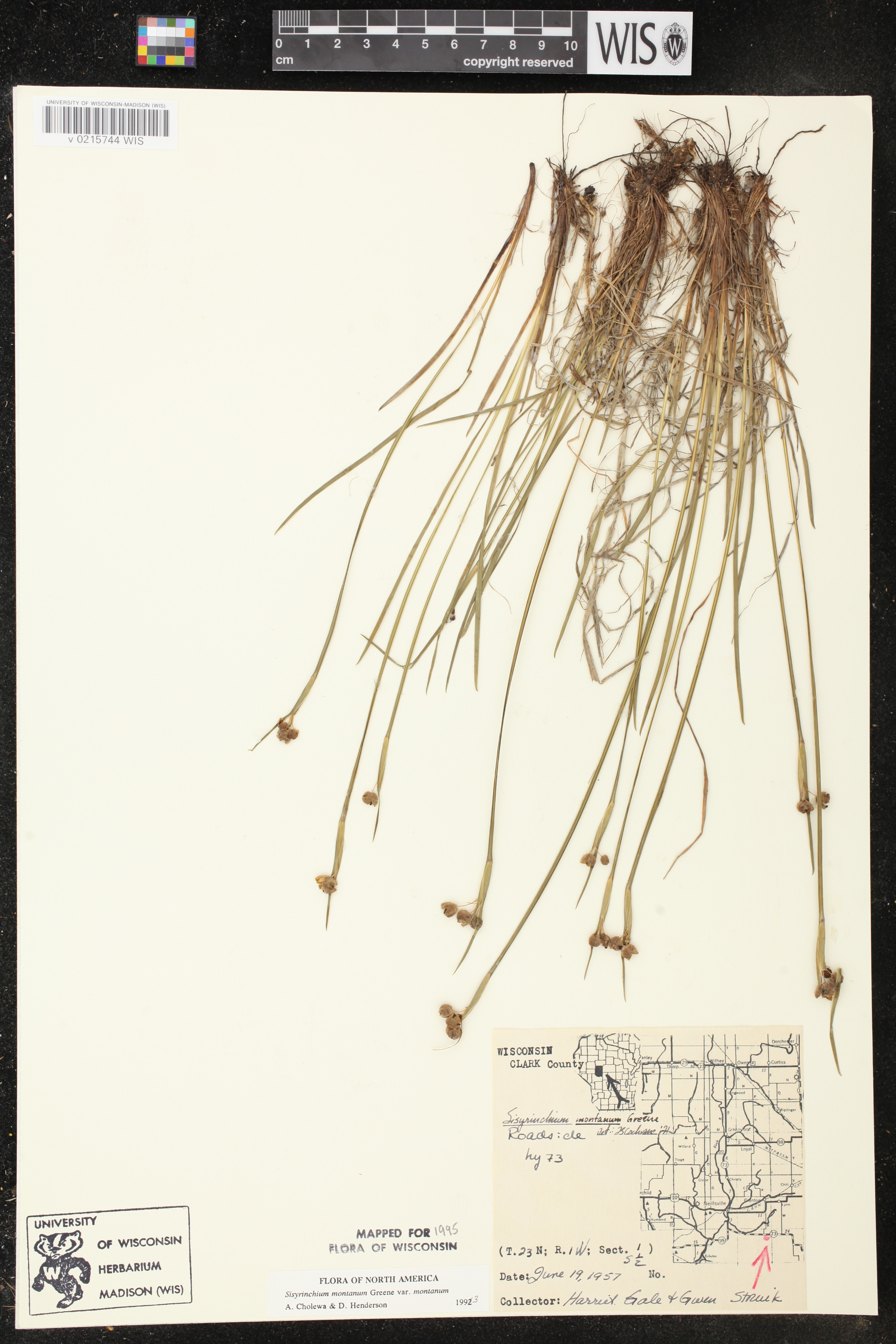 Sisyrinchium montanum image