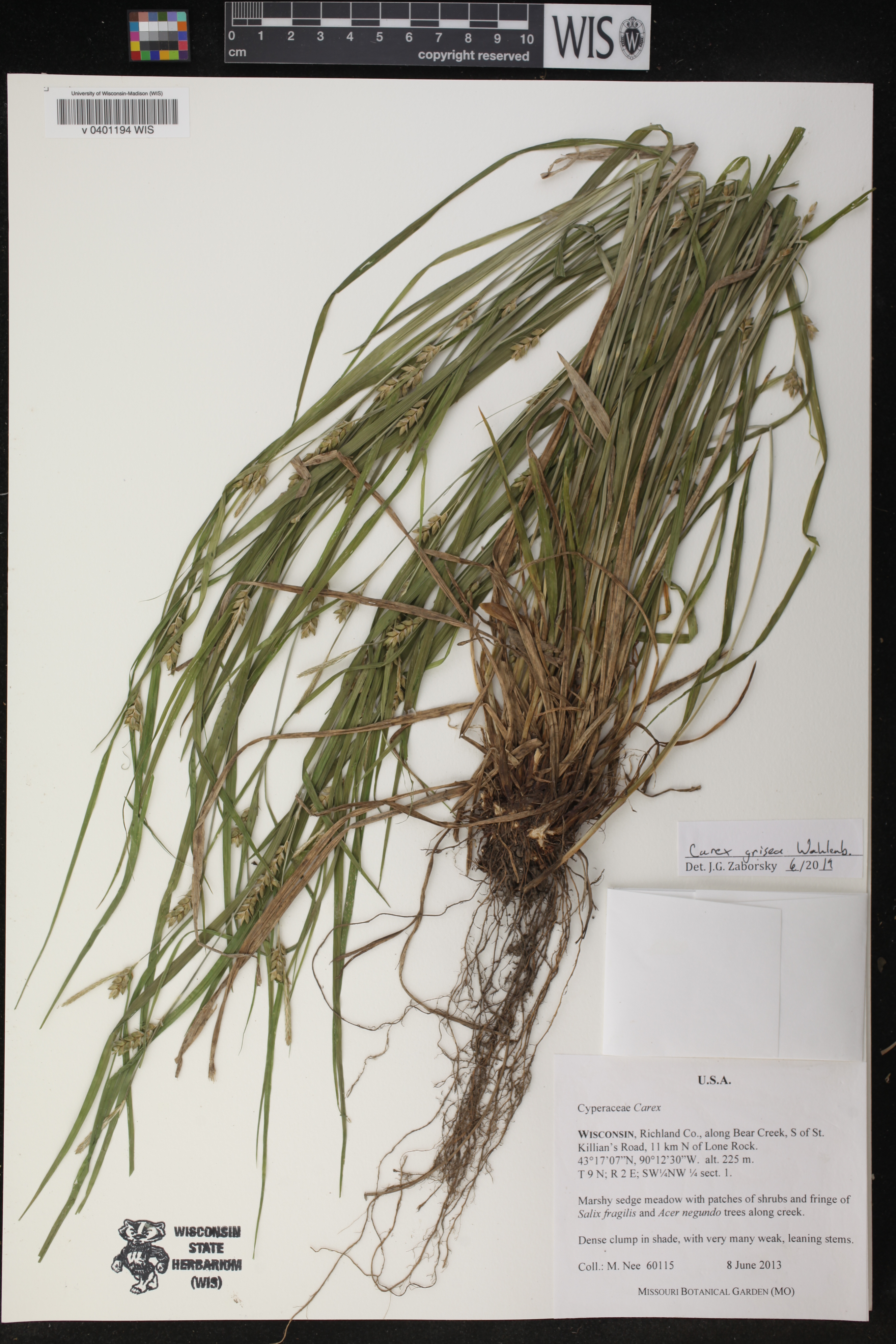 Carex grisea image