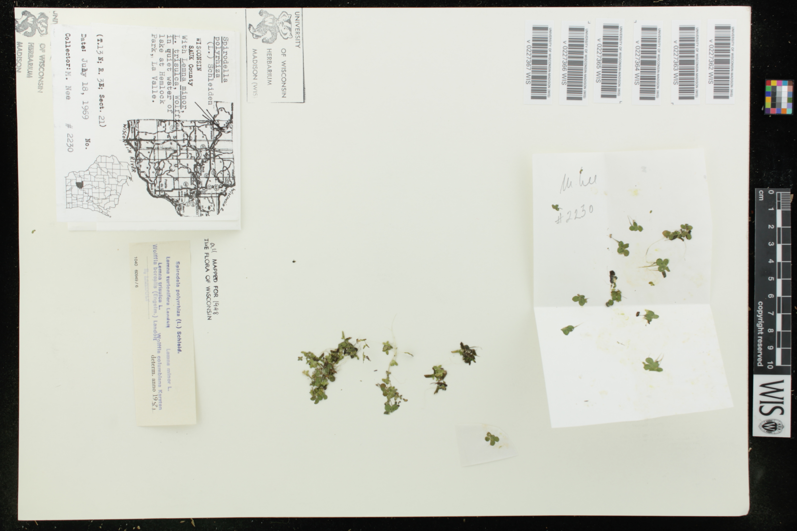 Lemna turionifera image