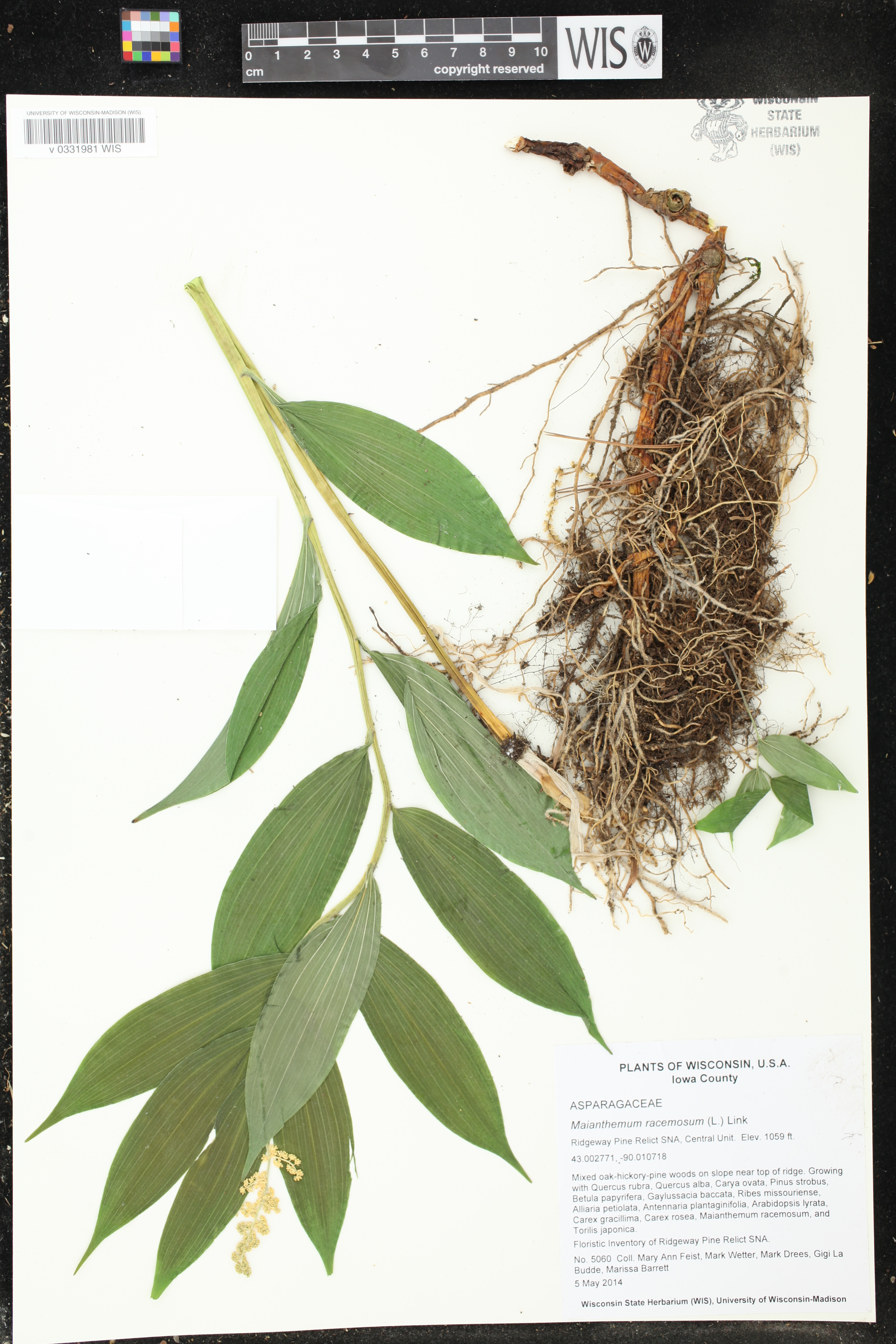 Maianthemum racemosum image