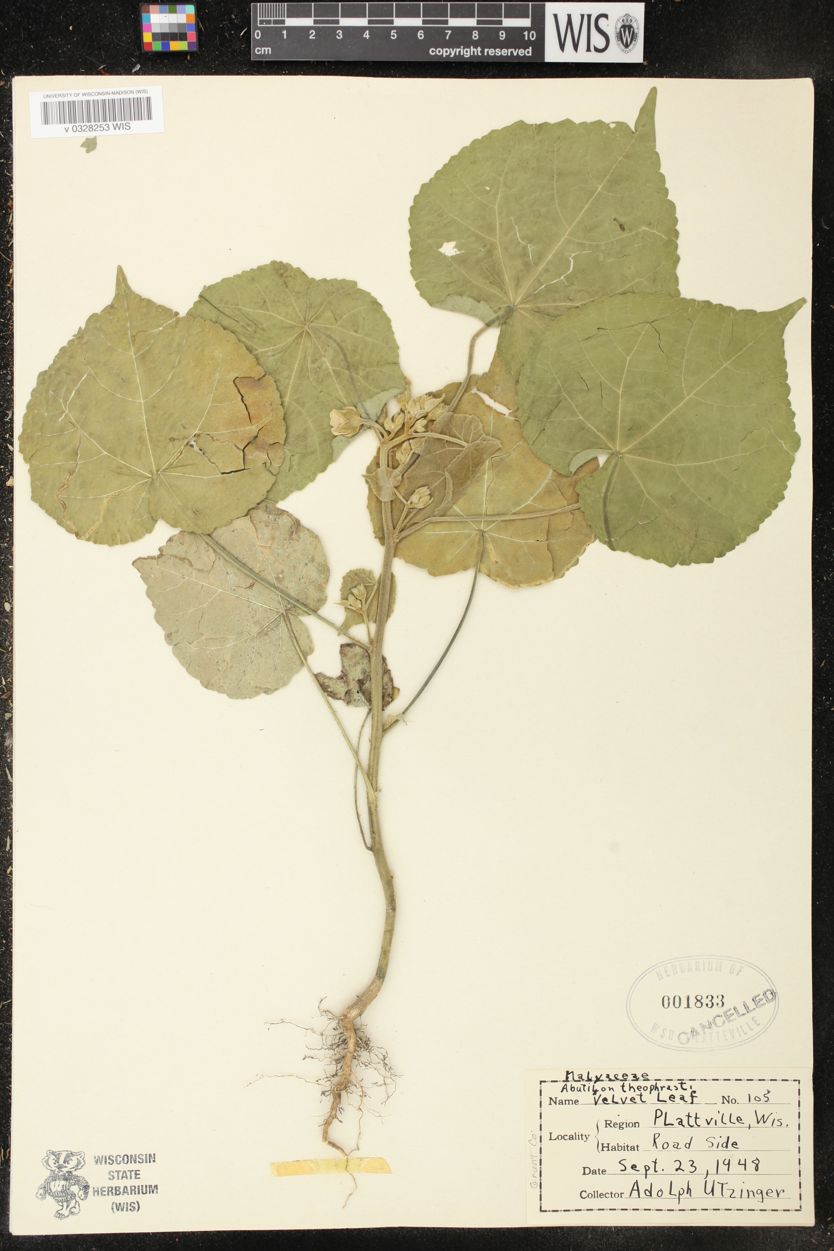 Abutilon theophrasti image