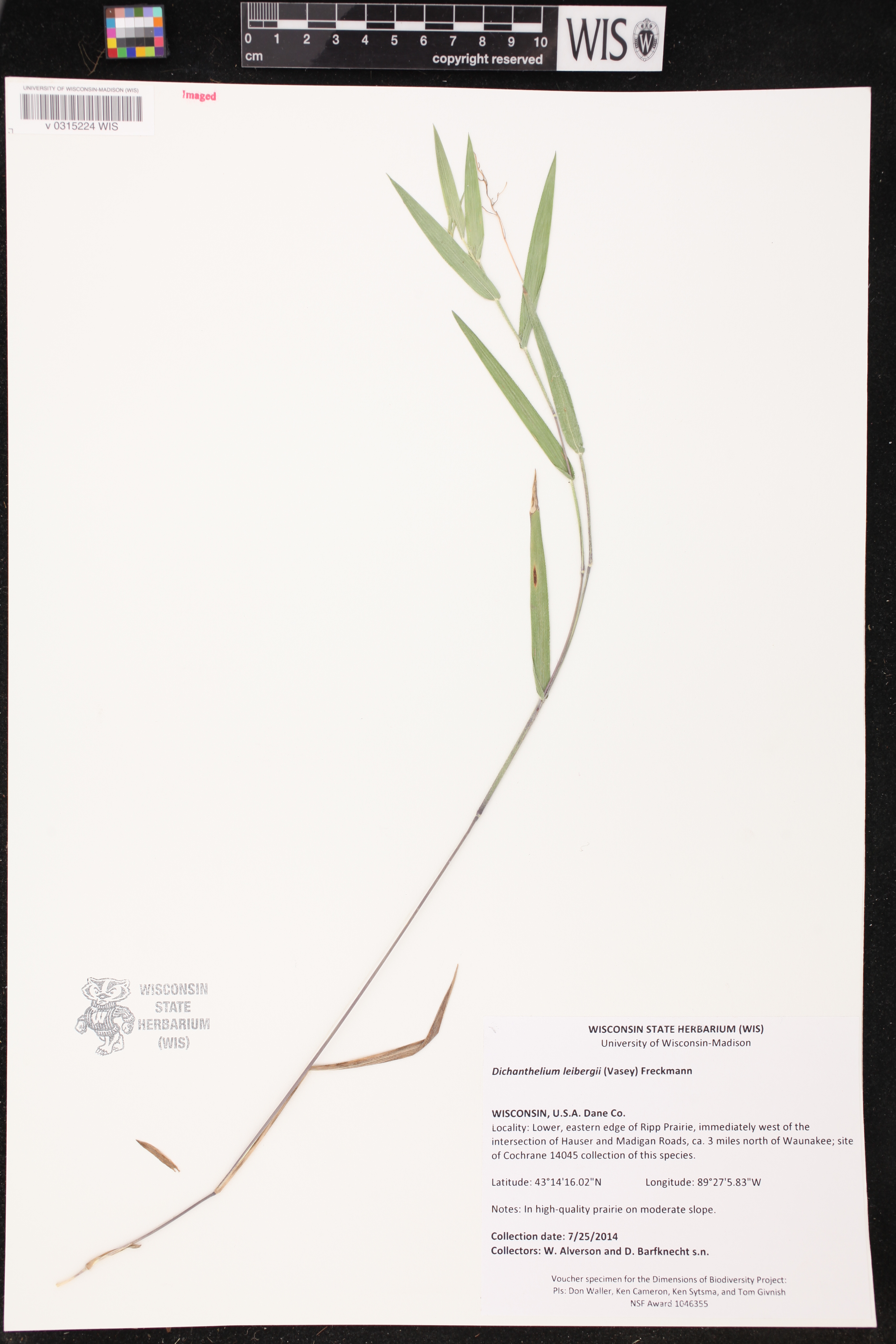 Dichanthelium leibergii image