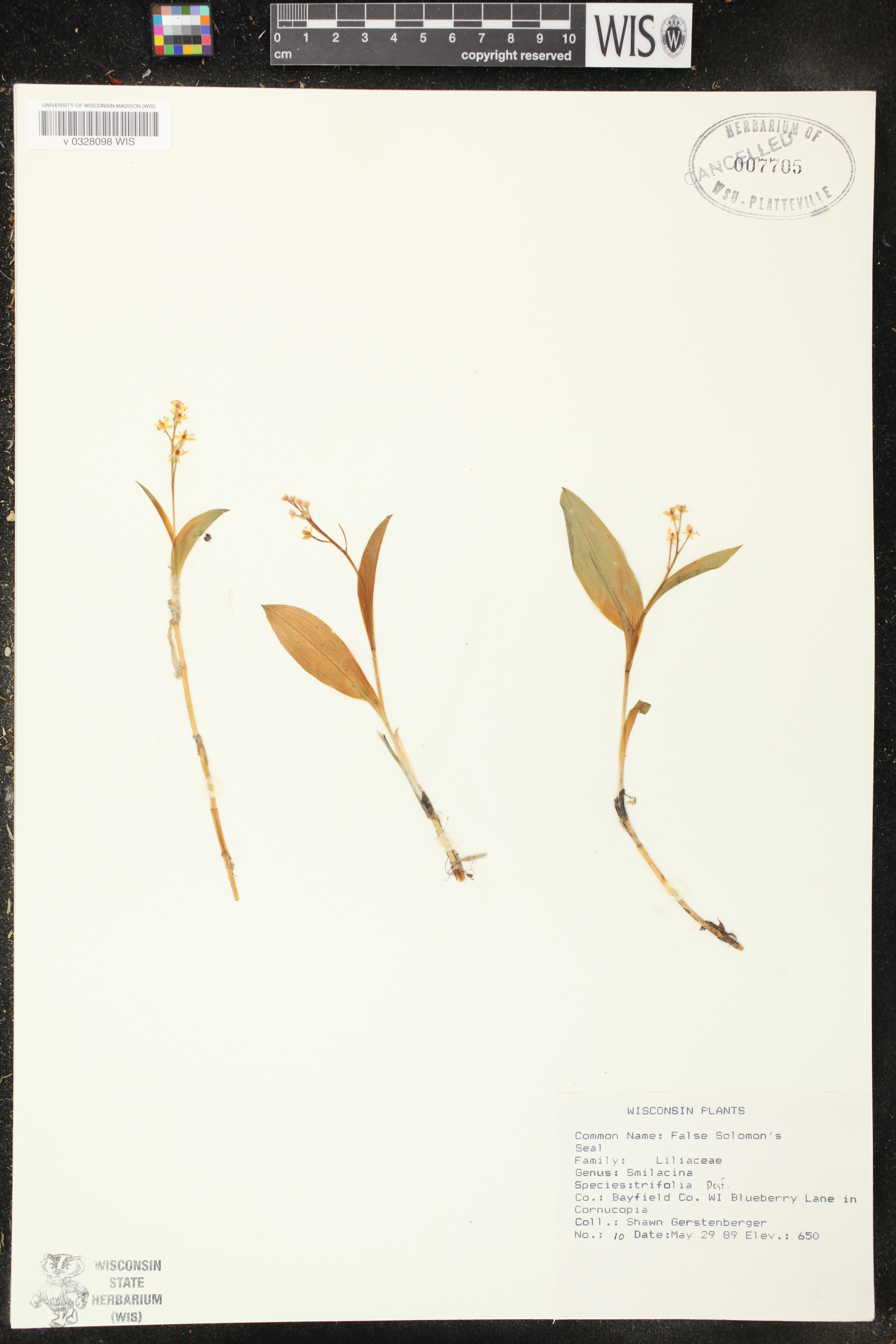 Maianthemum trifolium image