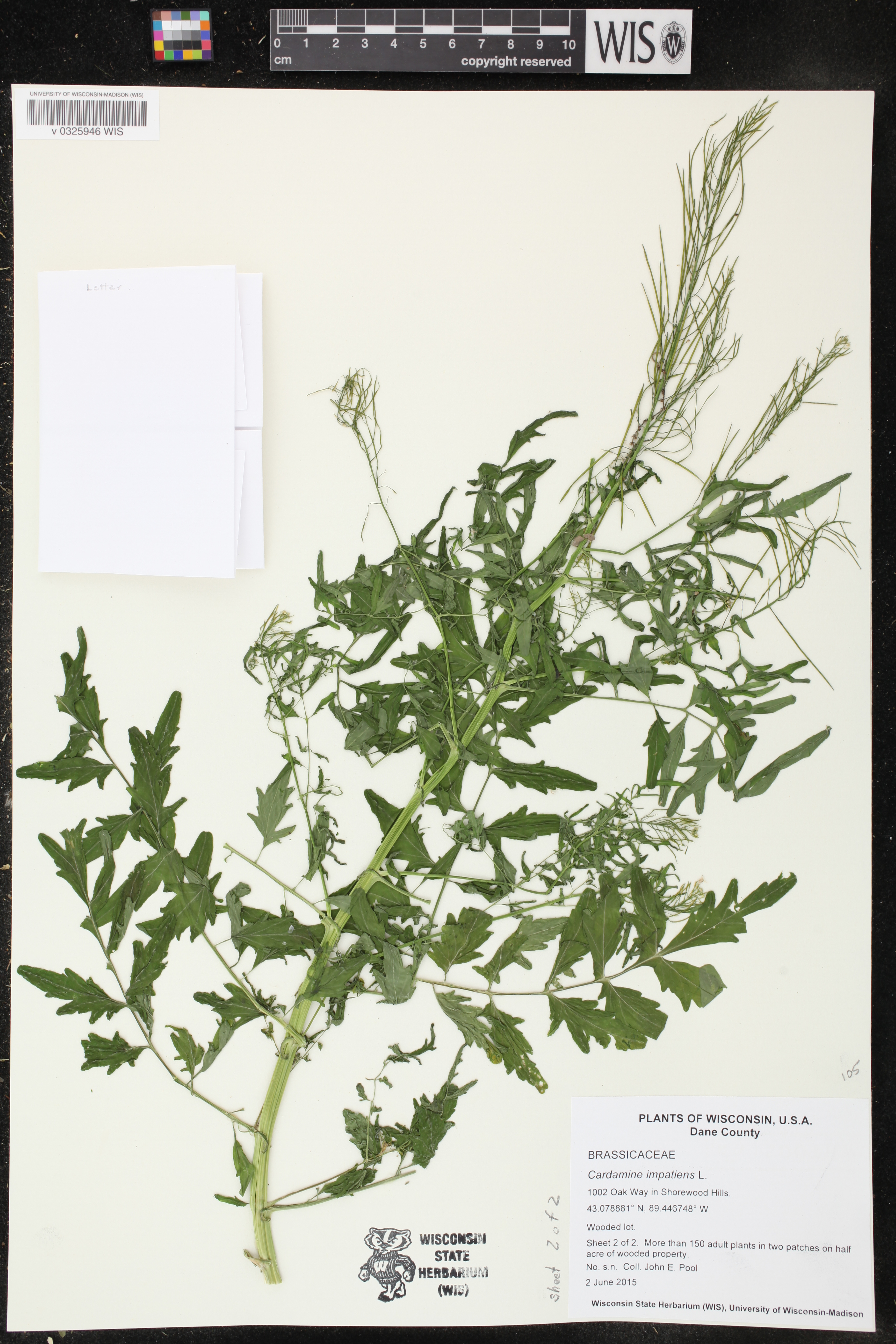 Cardamine impatiens image