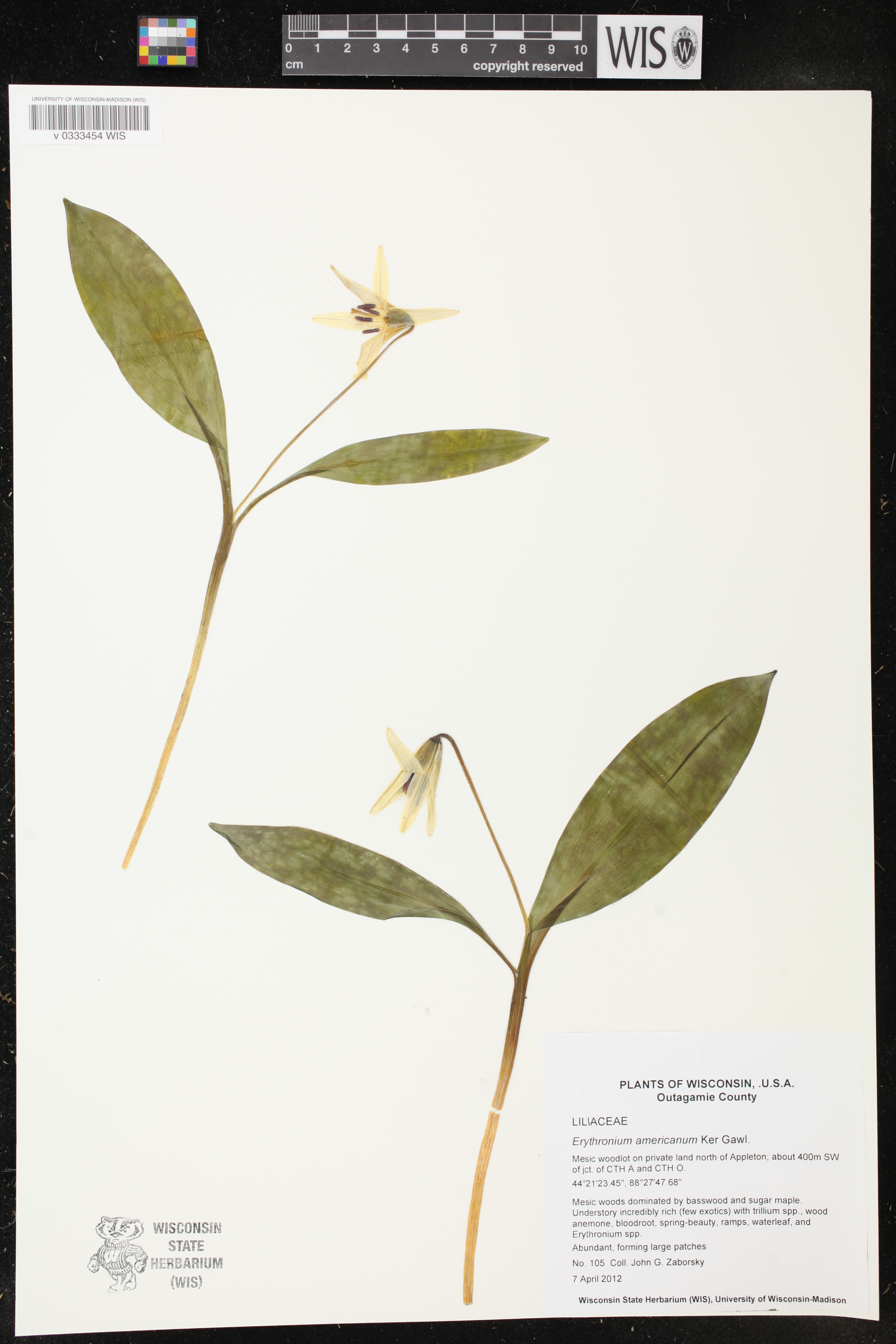 Erythronium americanum image