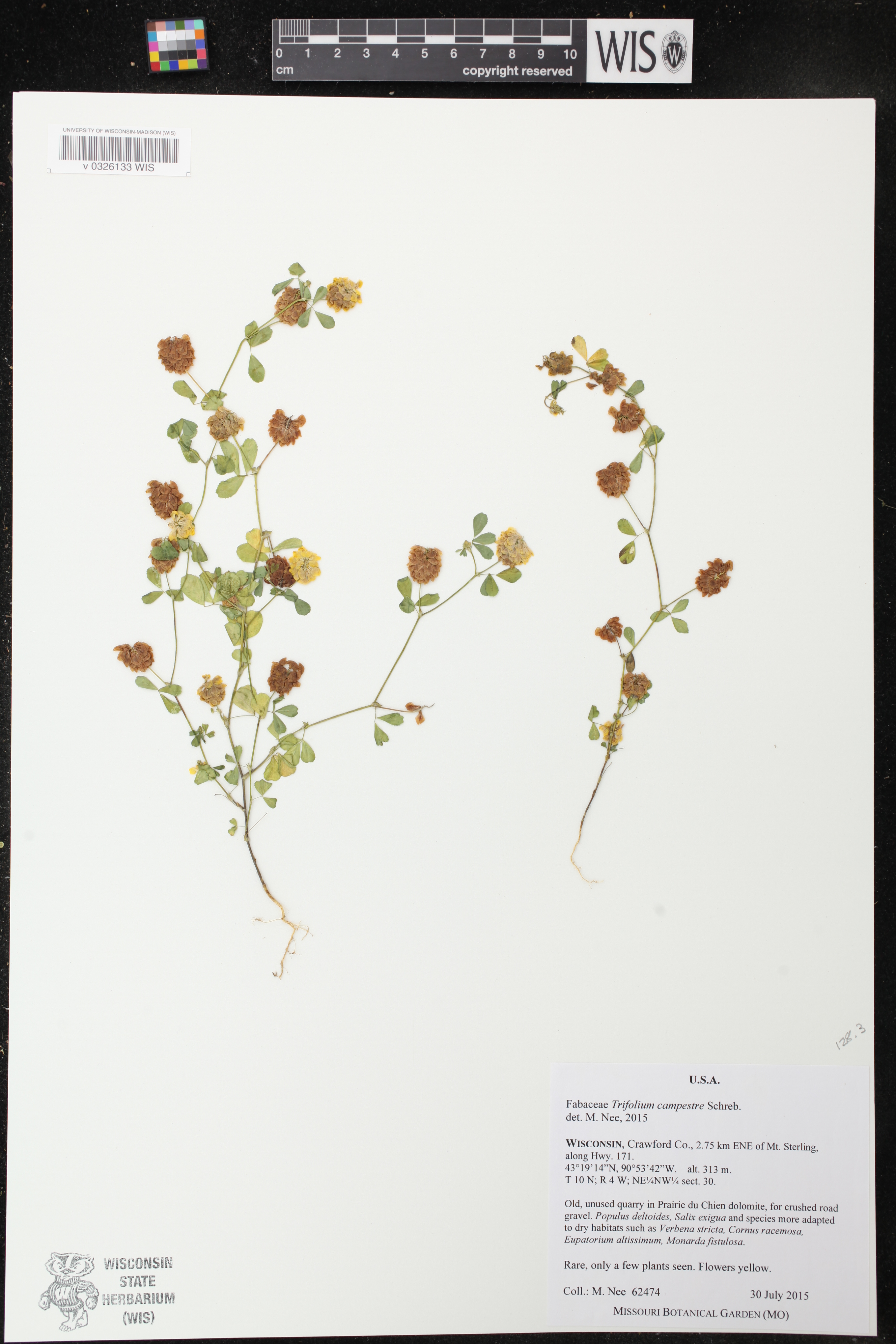 Trifolium campestre image