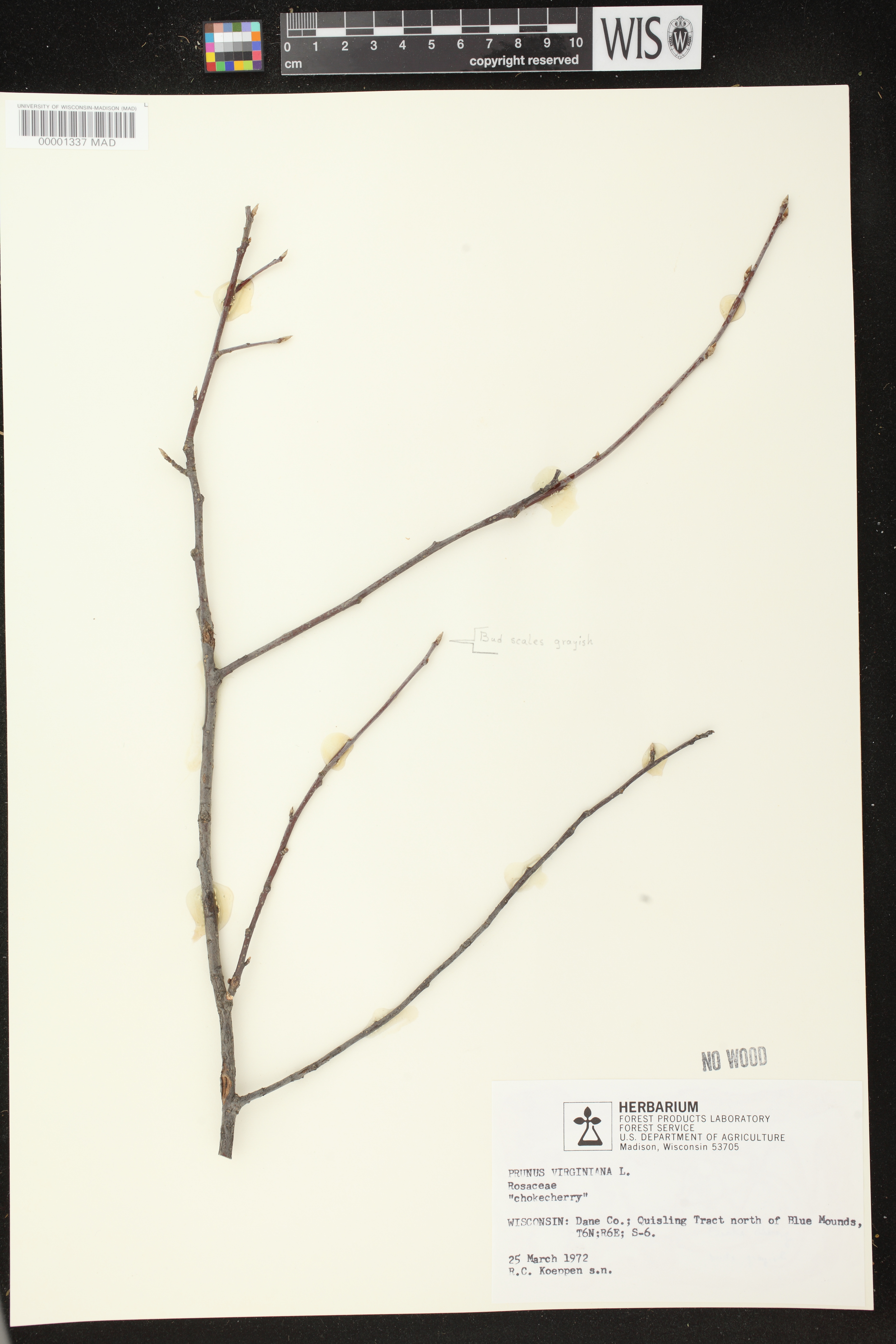 Prunus virginiana image