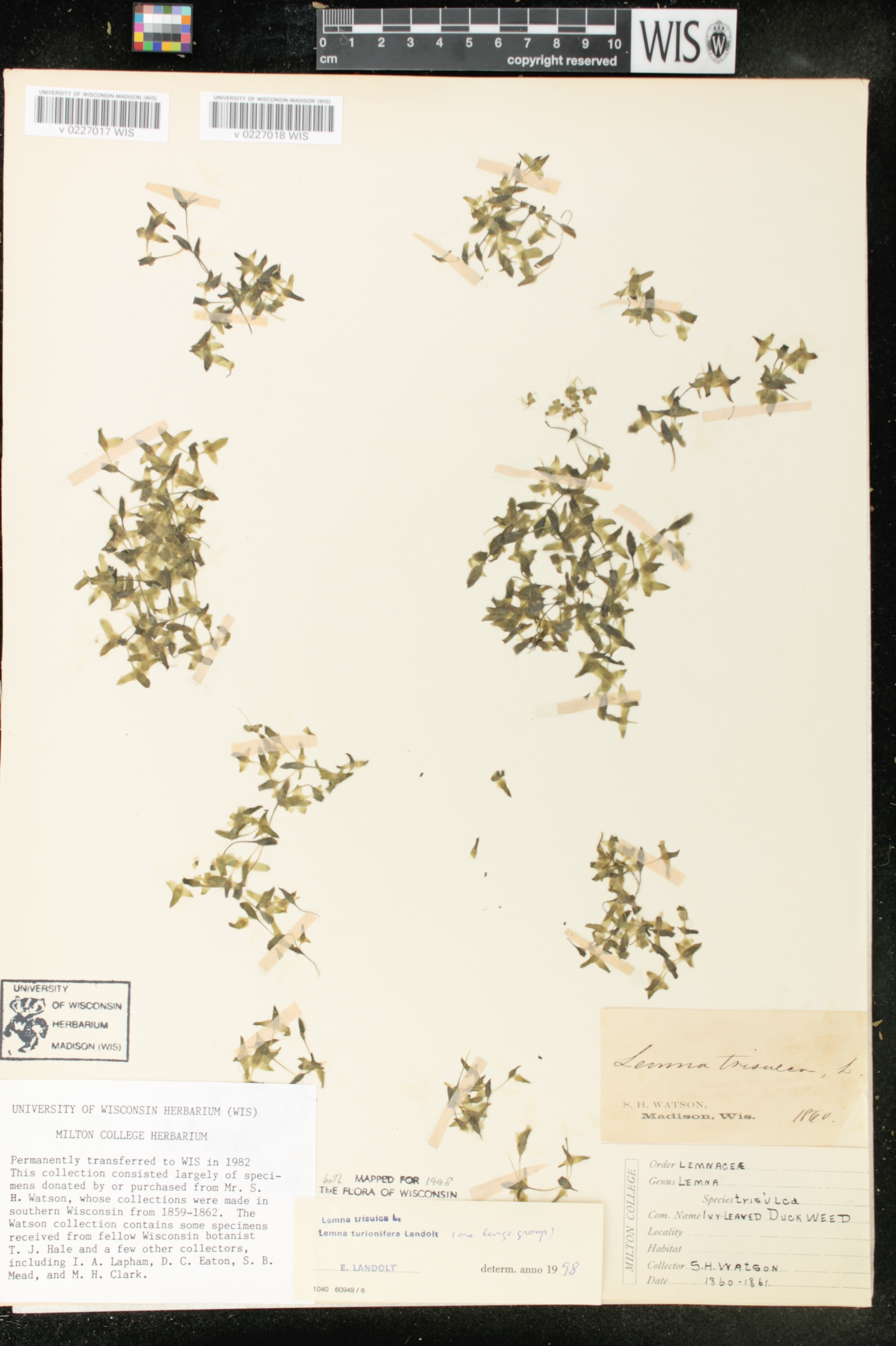 Lemna turionifera image