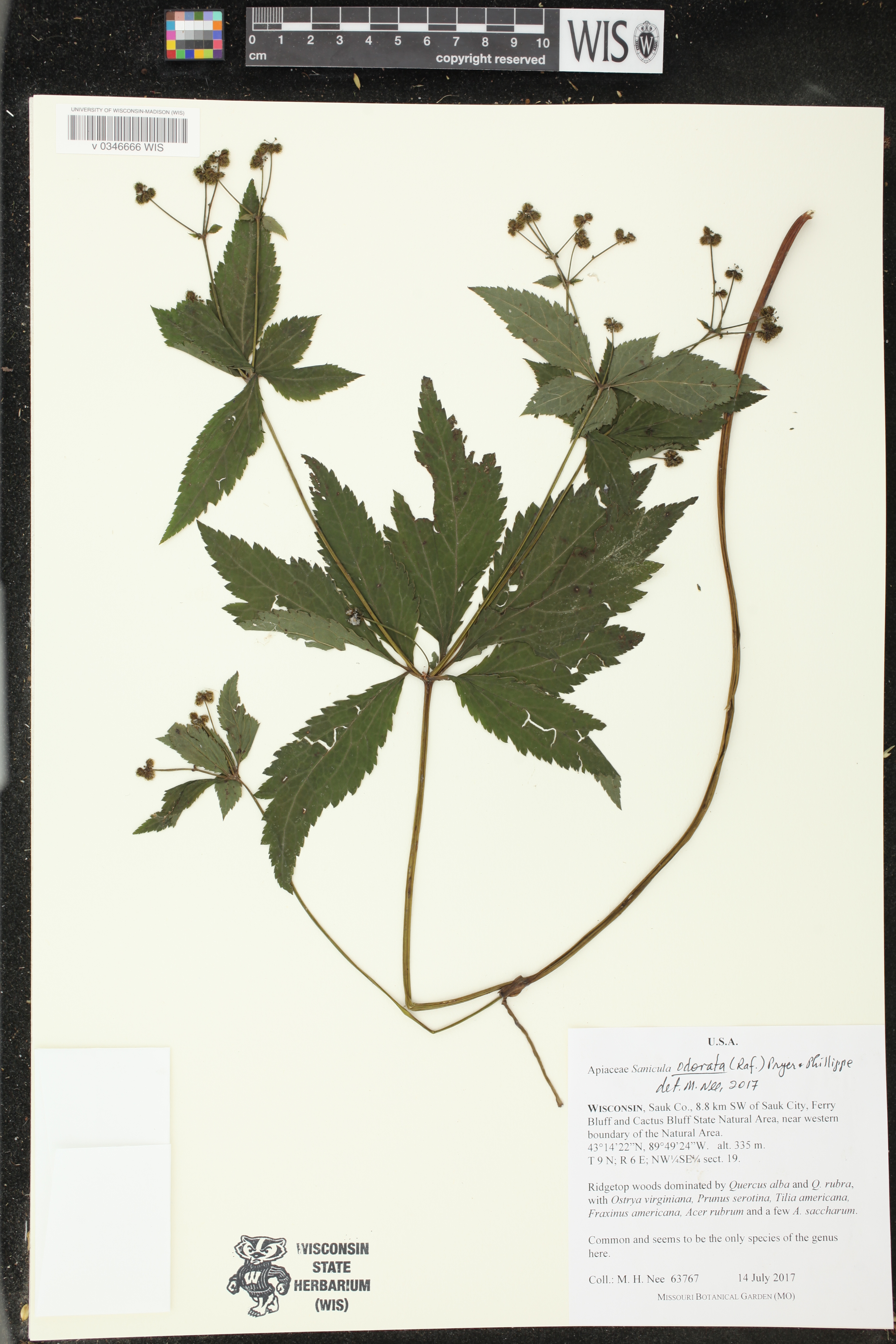 Sanicula odorata image
