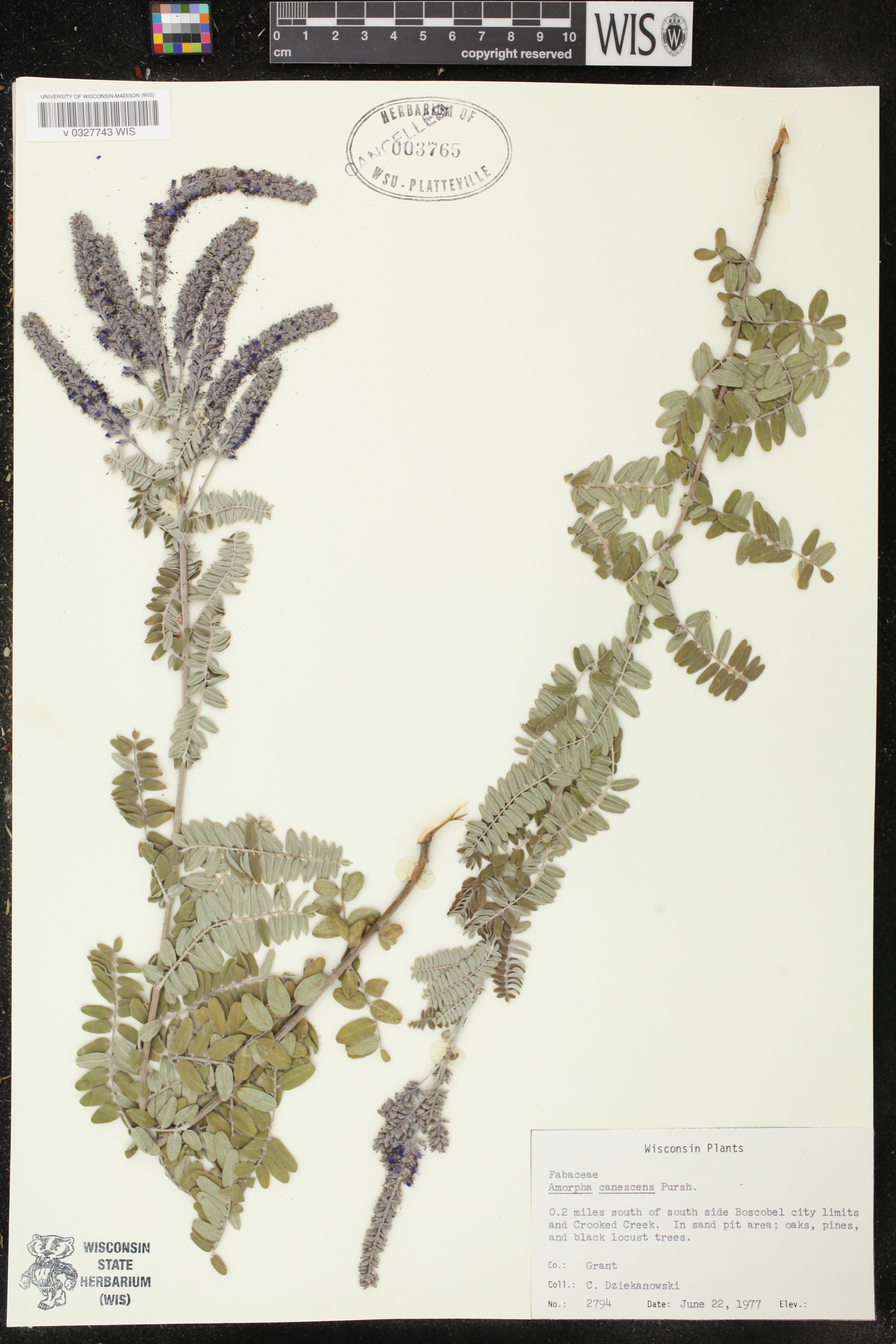 Amorpha canescens image