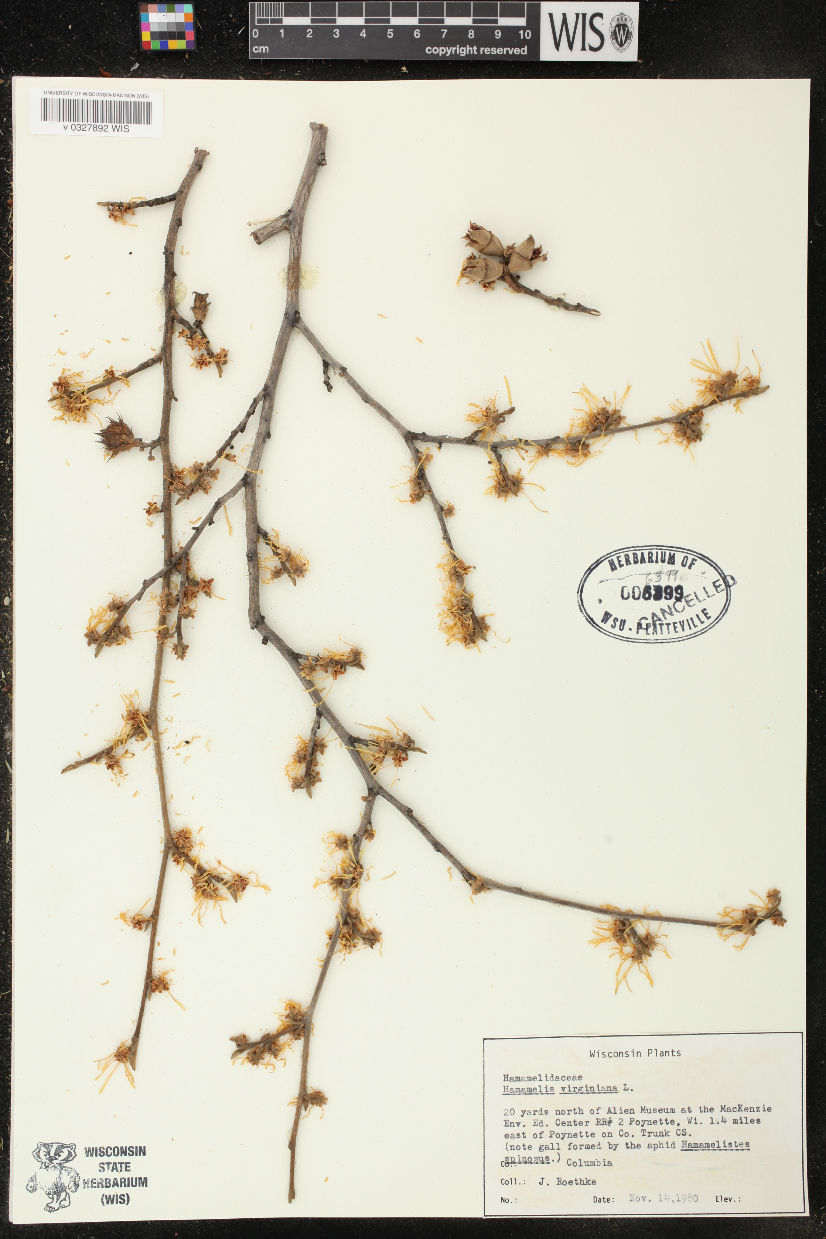 Hamamelis virginiana image