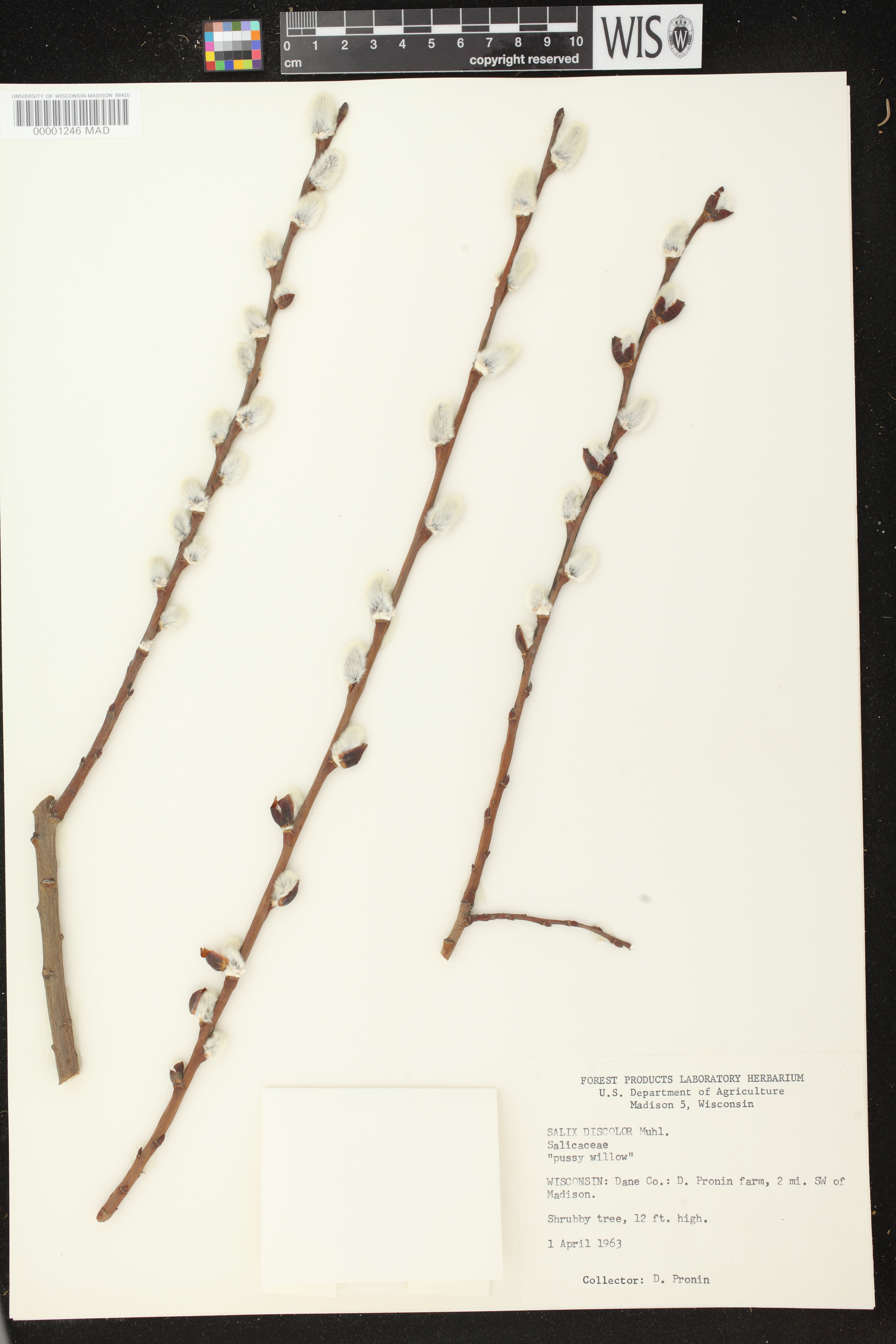 Salix discolor image