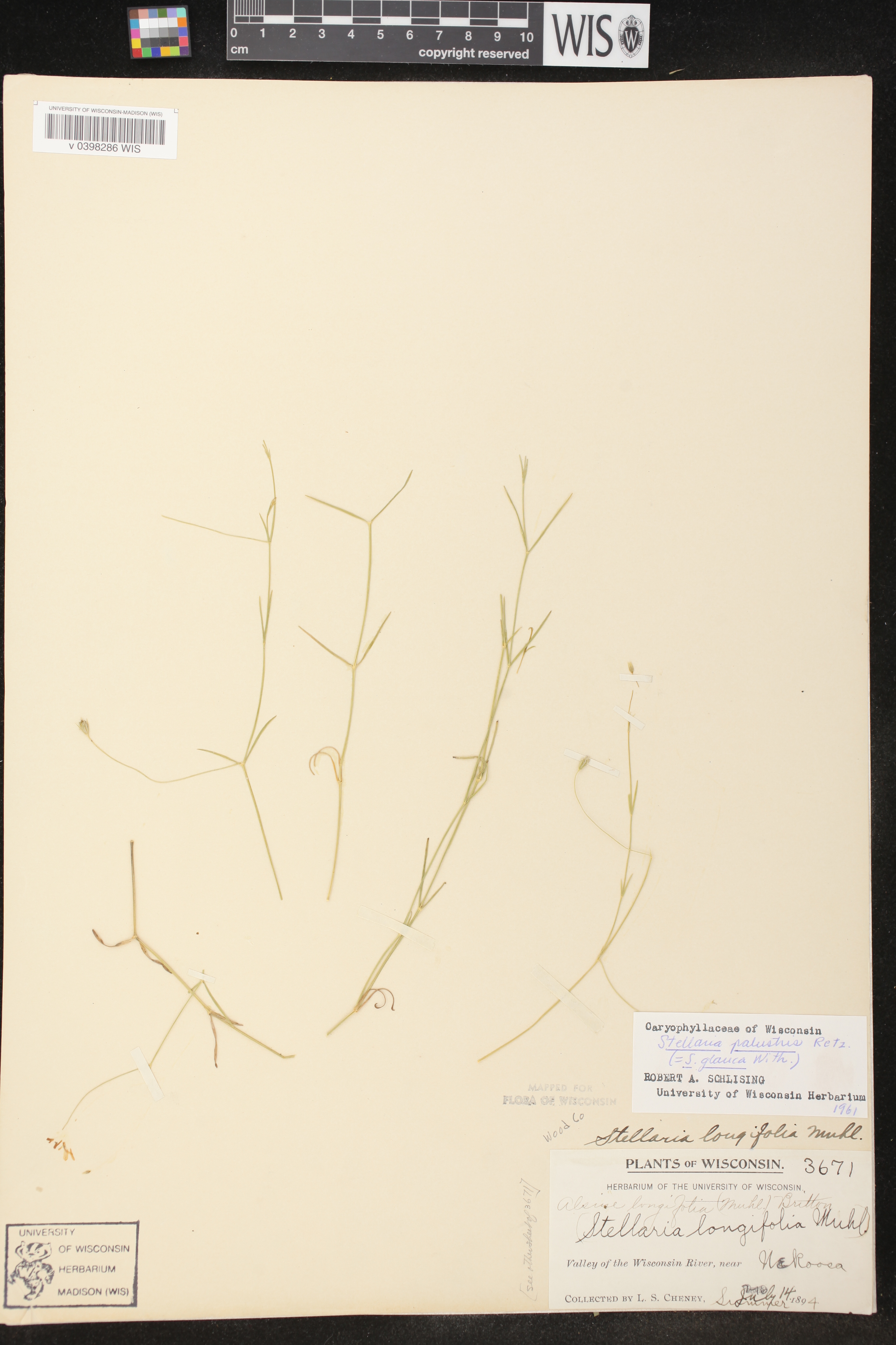 Stellaria palustris image