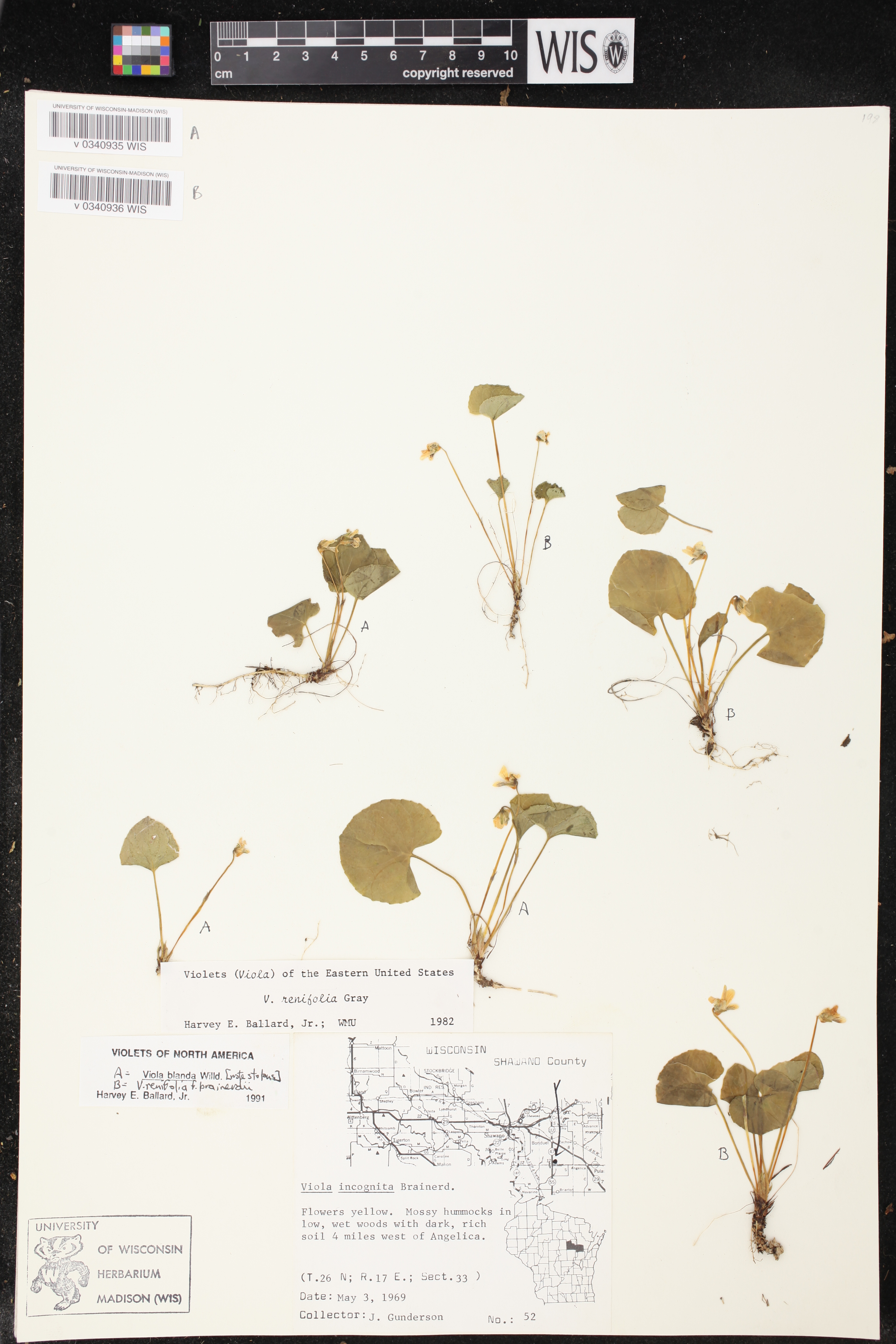 Viola blanda image