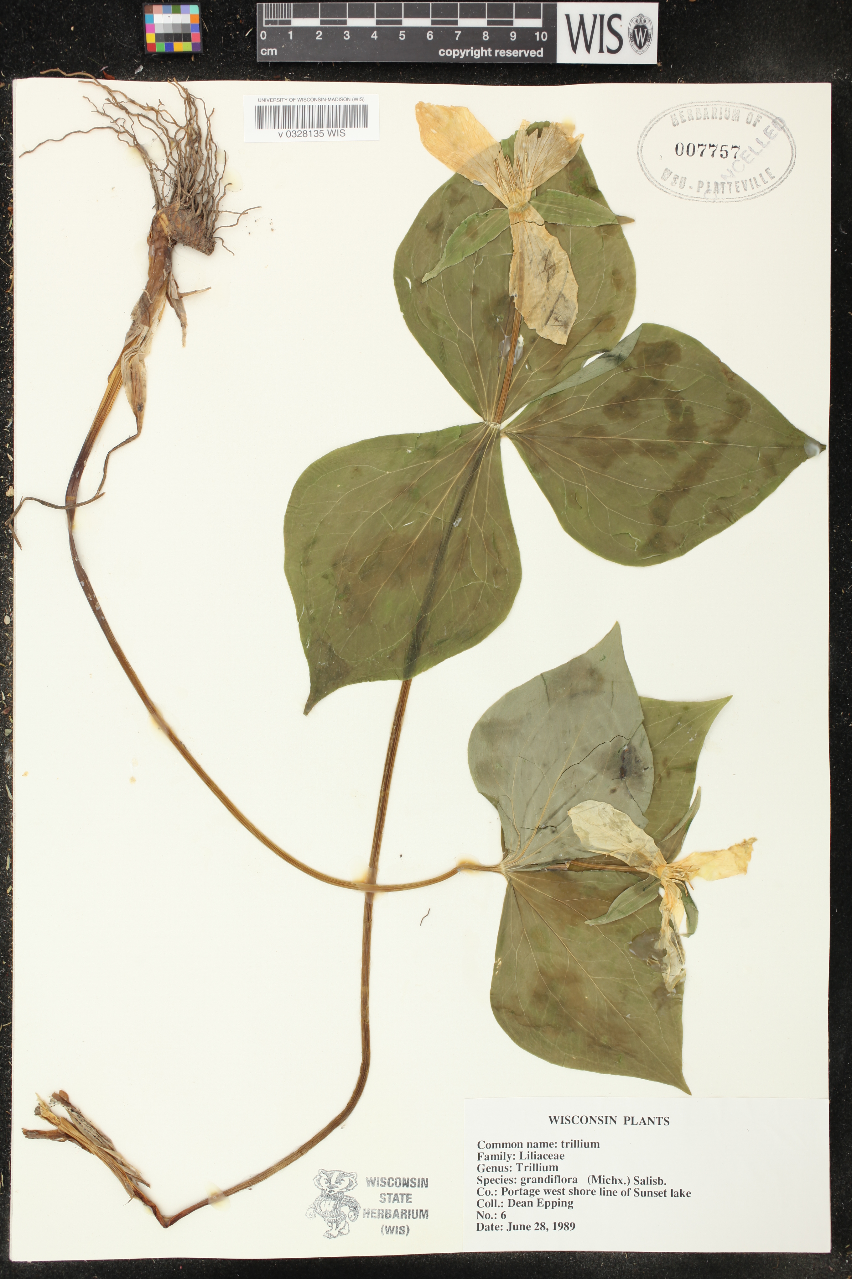 Trillium grandiflorum image