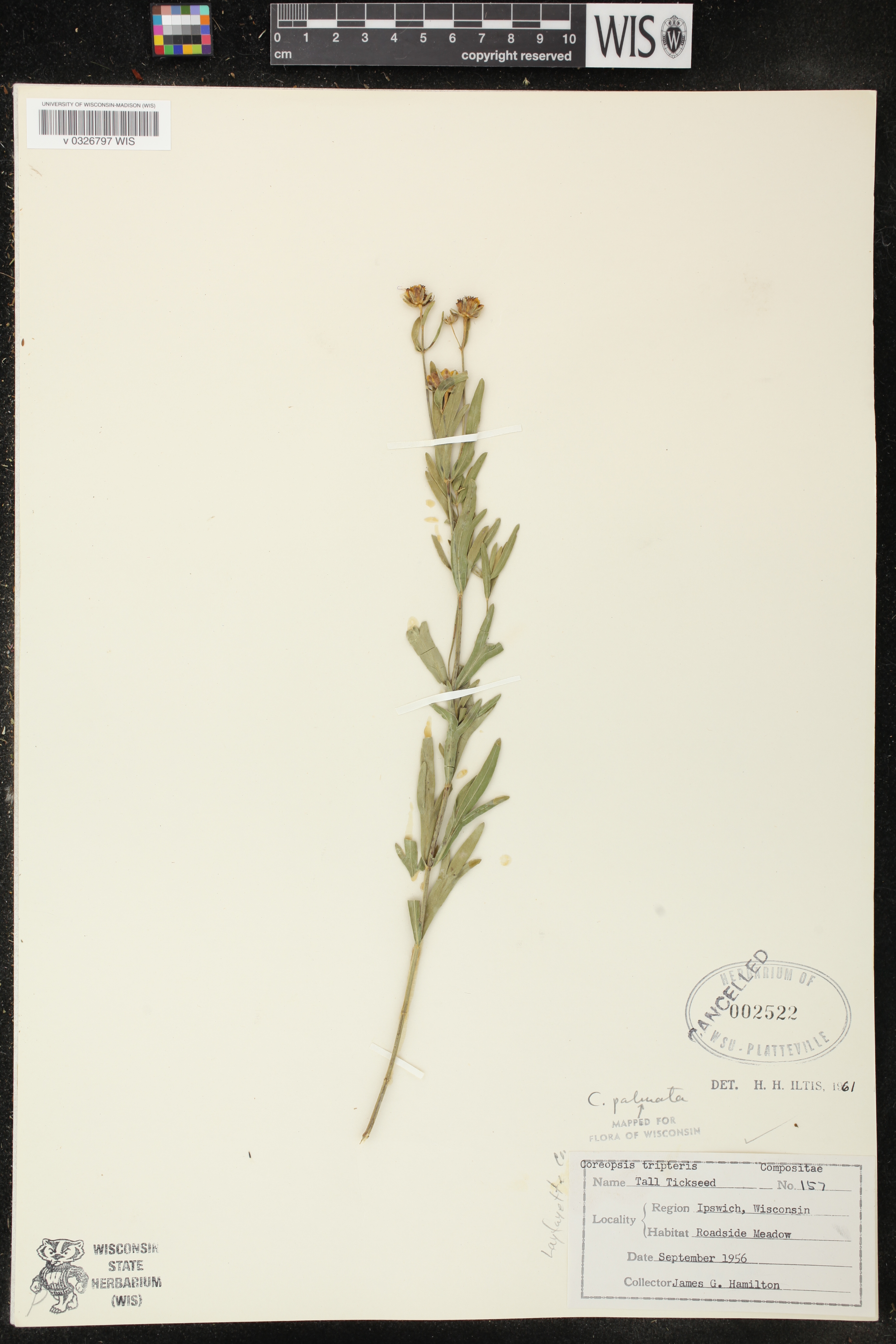 Coreopsis palmata image
