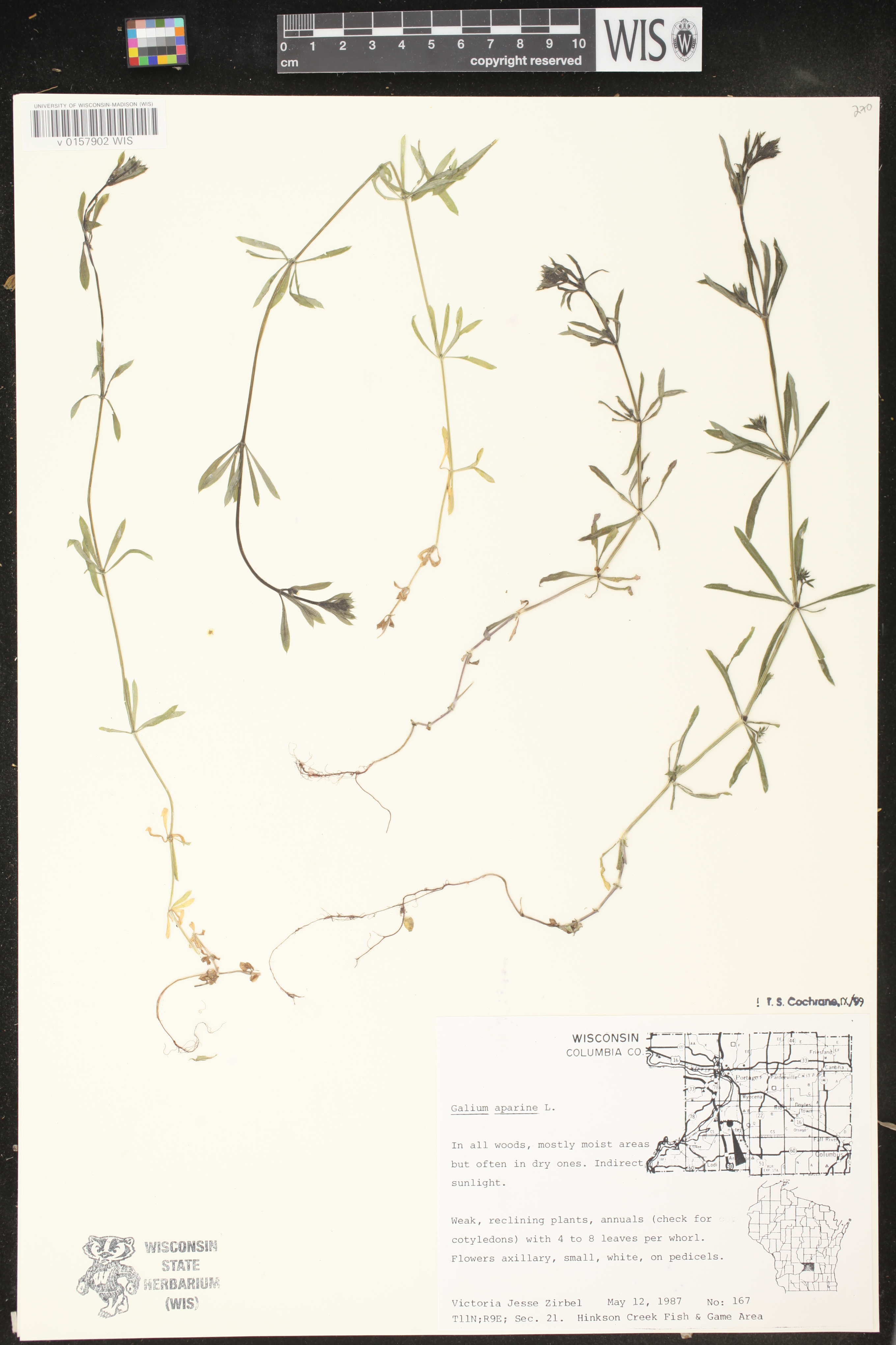 Galium aparine image