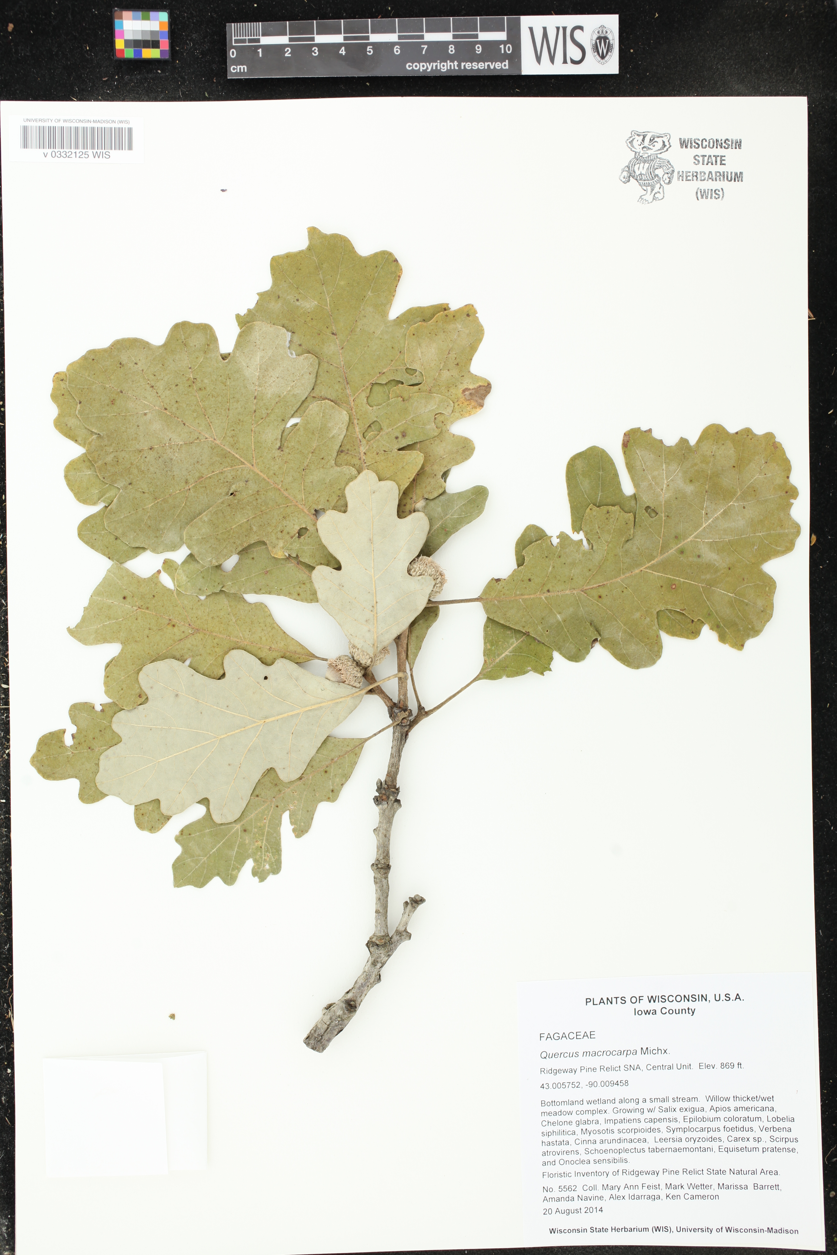 Quercus macrocarpa image