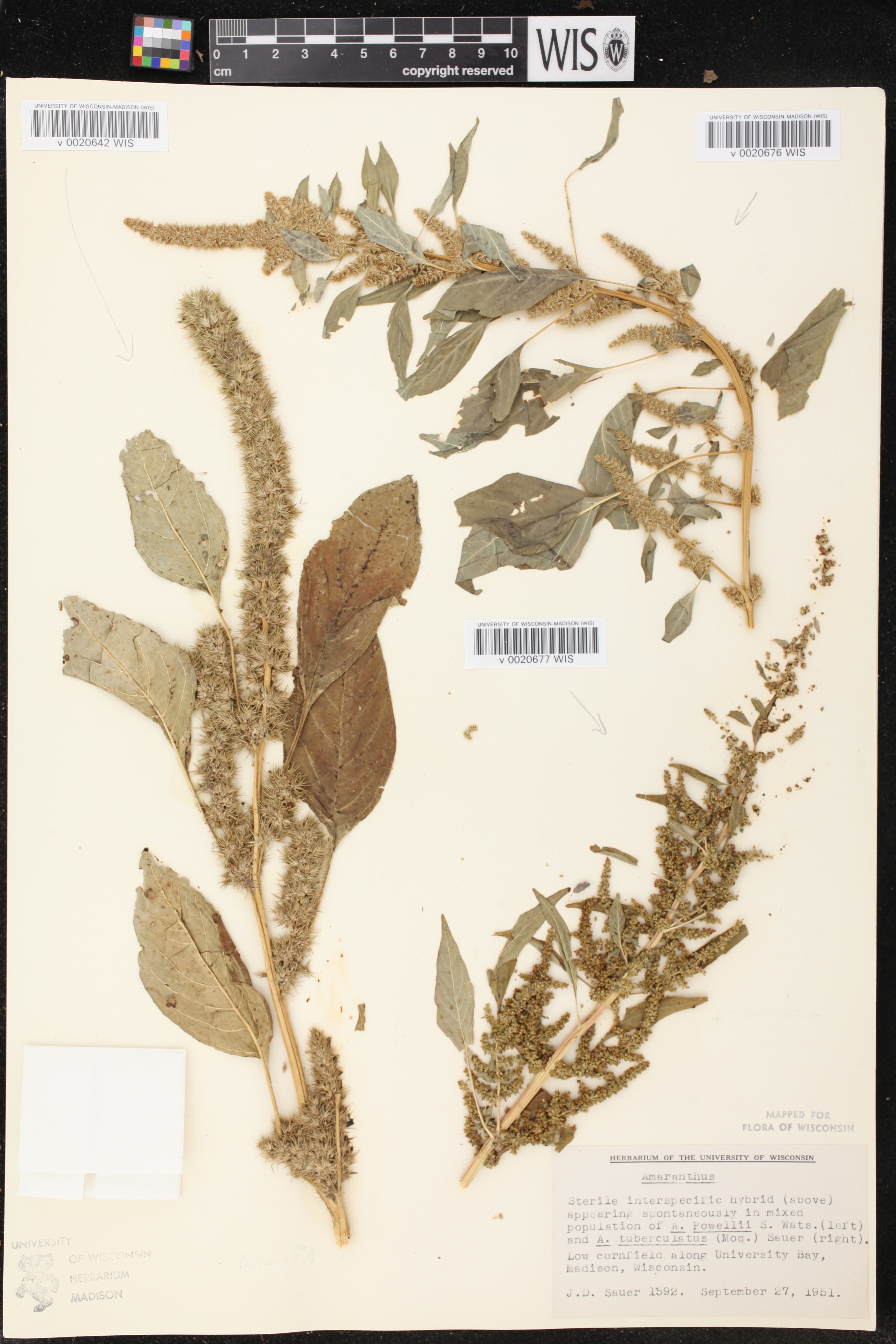 Image of Amaranthus powellii x a. tuberculatus