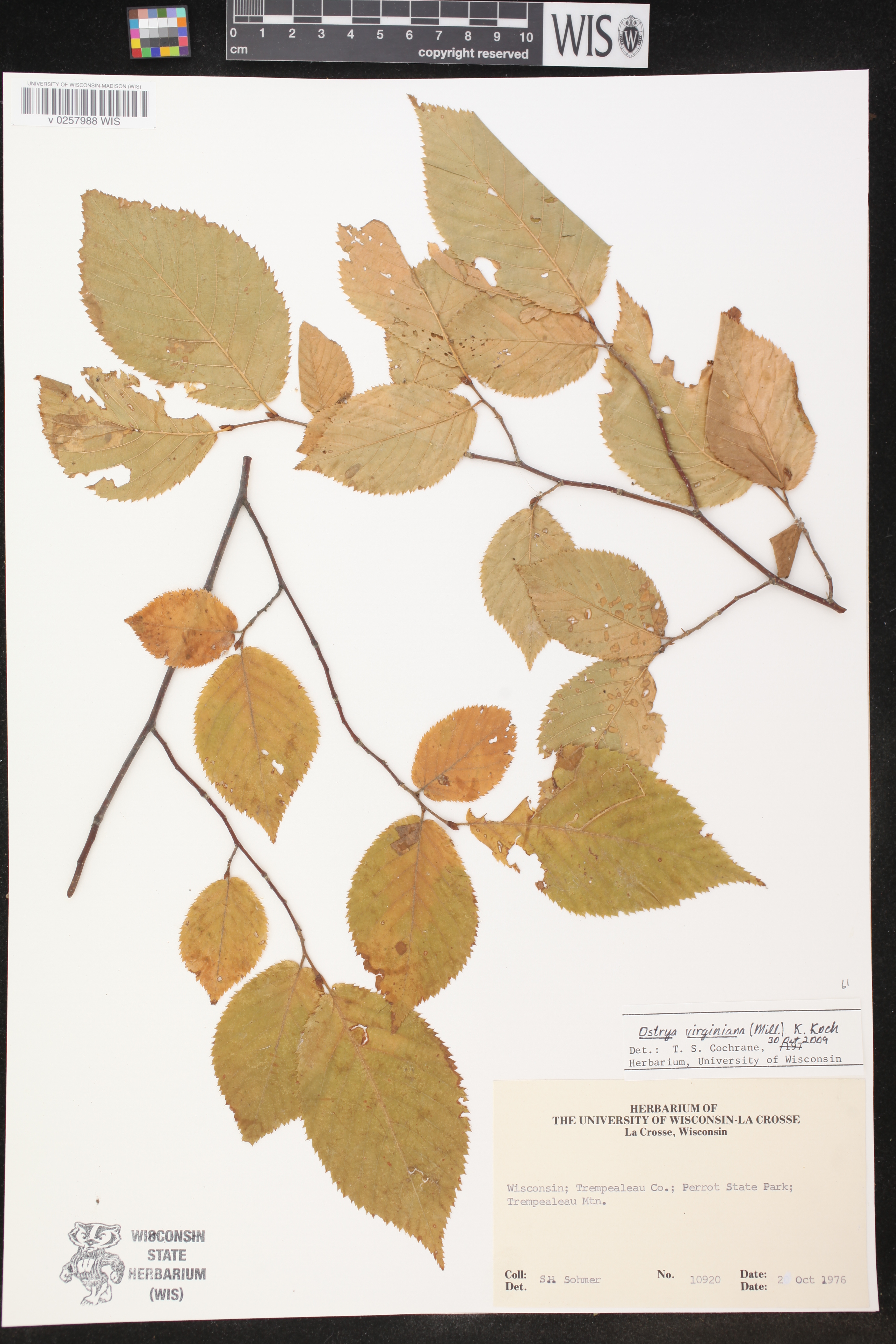 Ostrya virginiana image