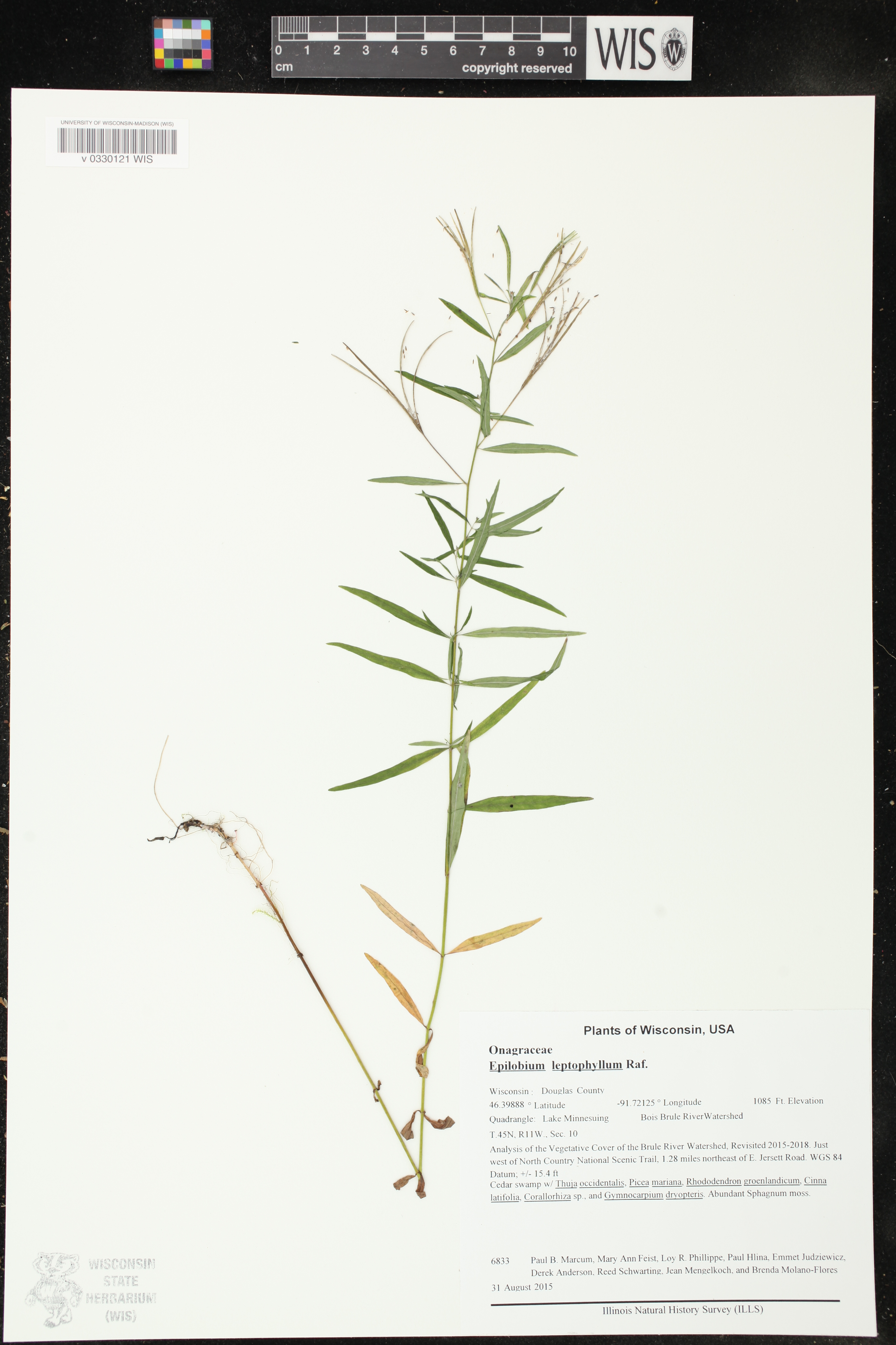 Epilobium leptophyllum image