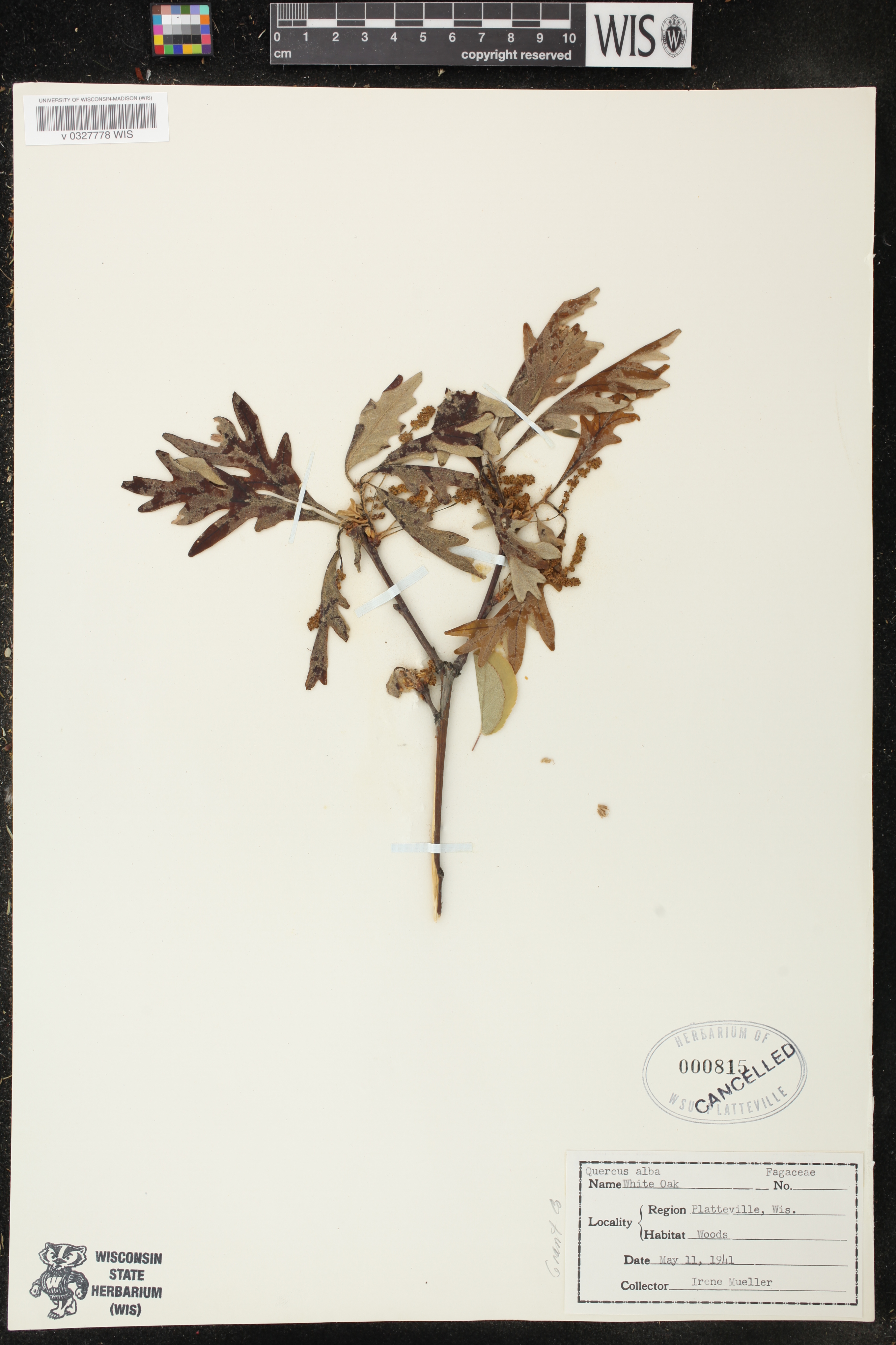 Quercus alba image