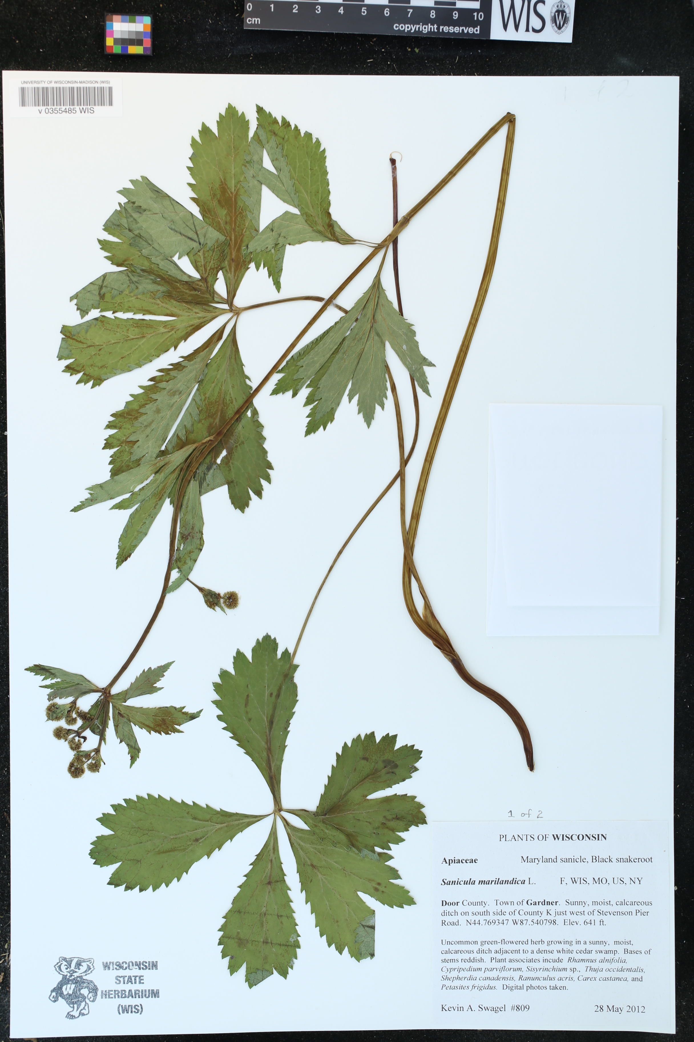 Sanicula marilandica image