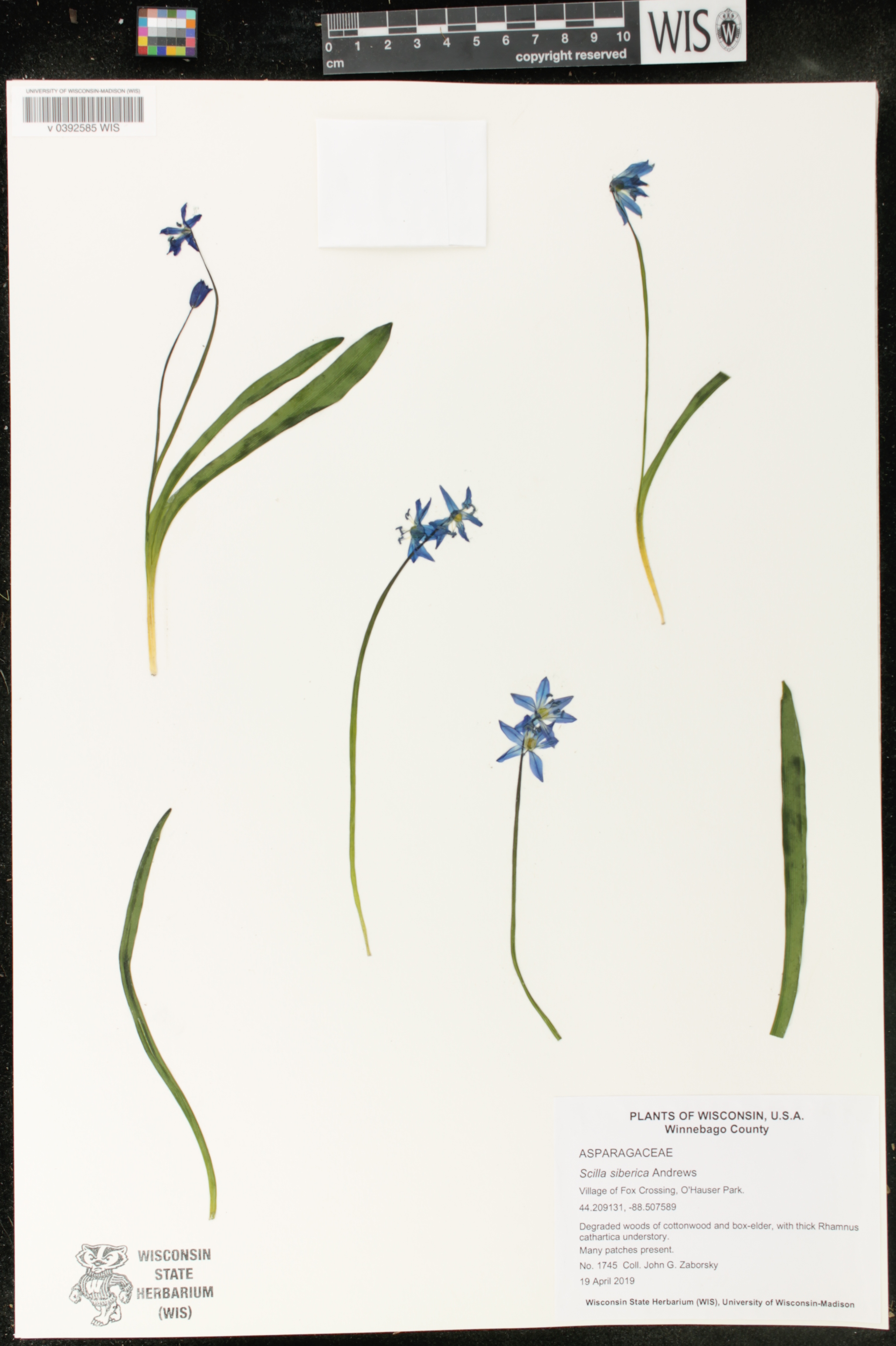Scilla siberica image
