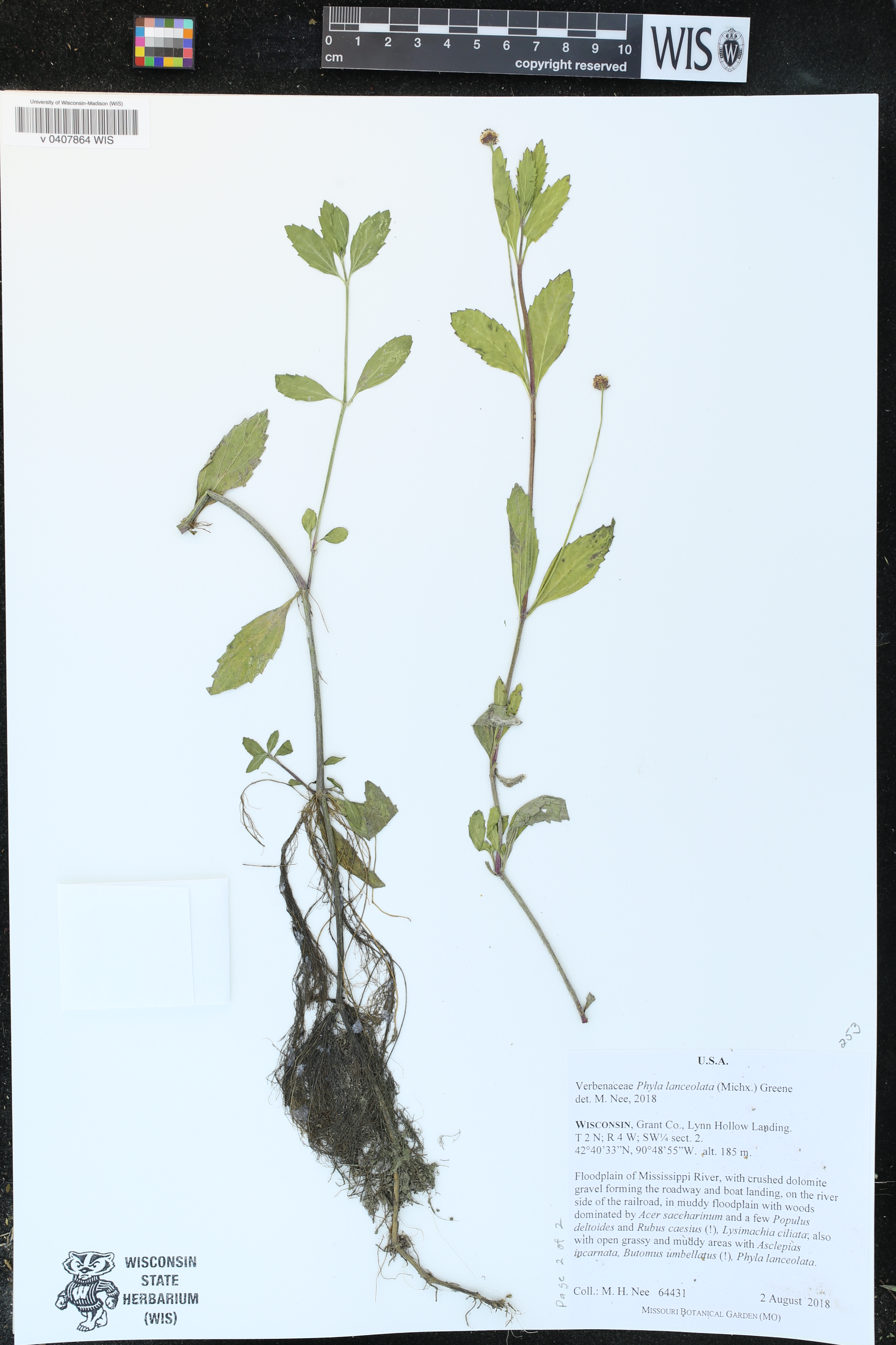 Phyla lanceolata image
