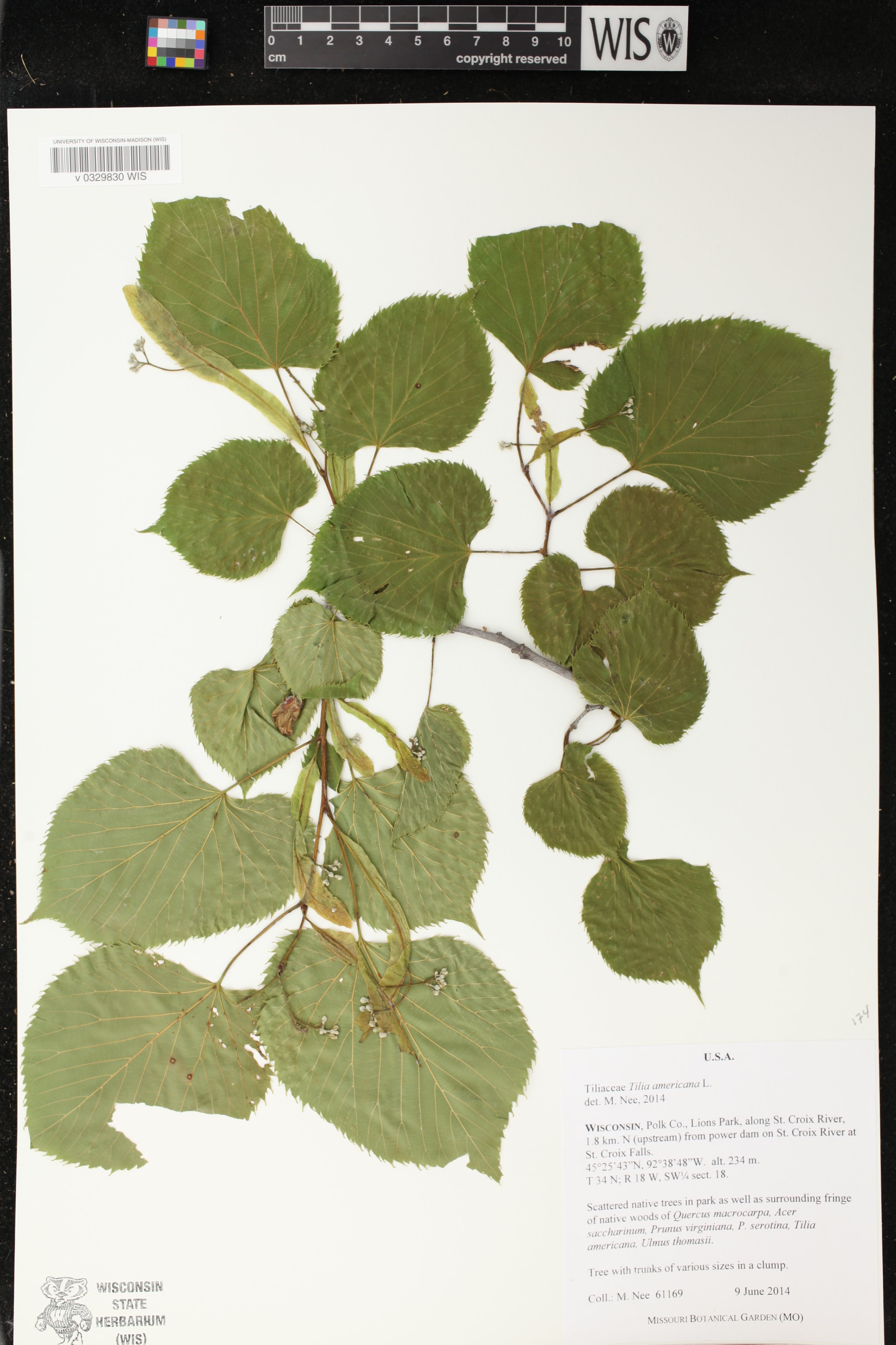 Tilia americana image