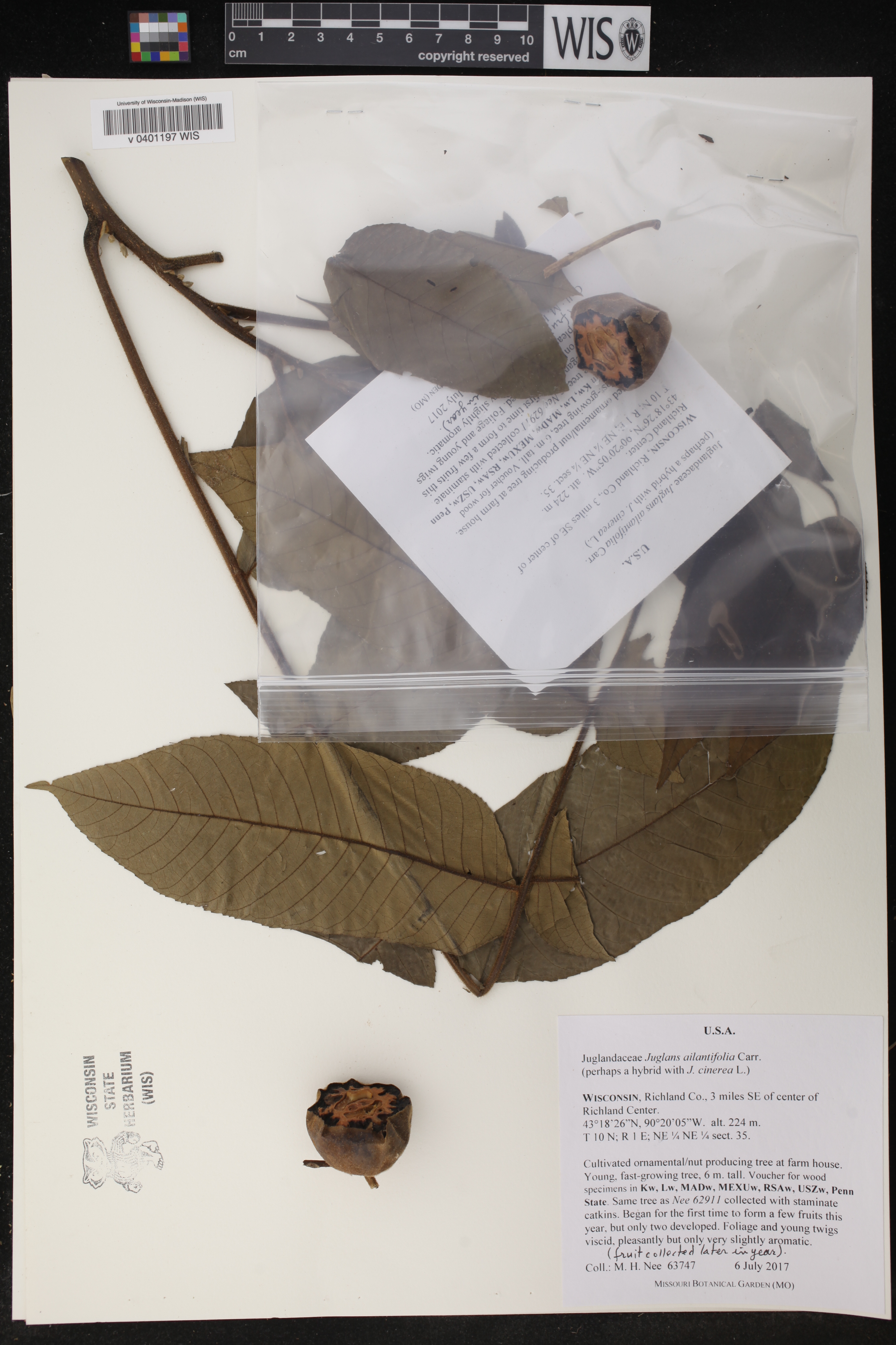 Juglans ailantifolia image