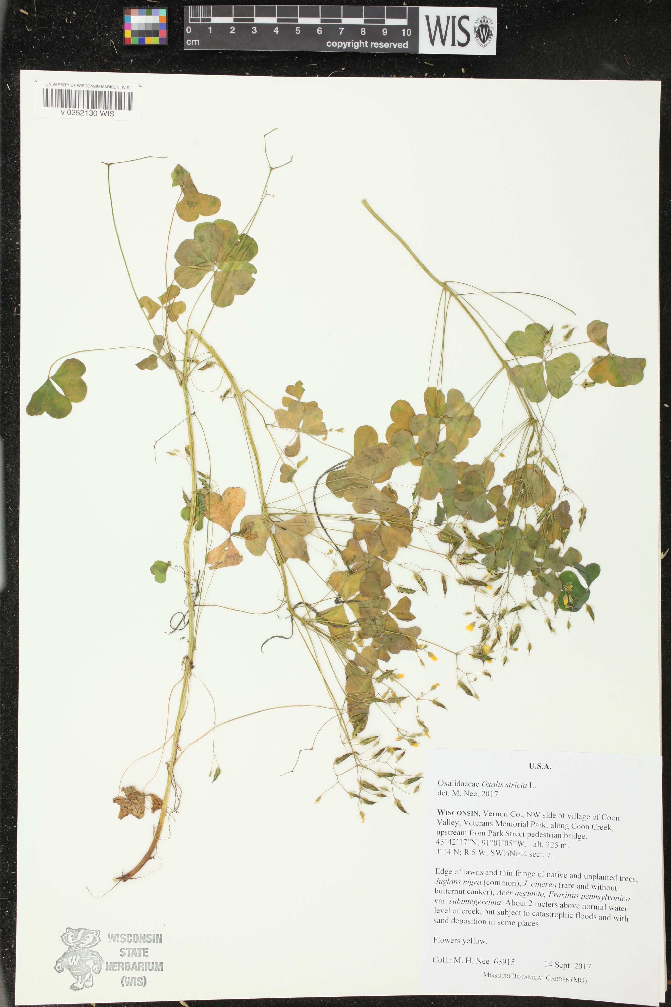 Oxalis stricta image