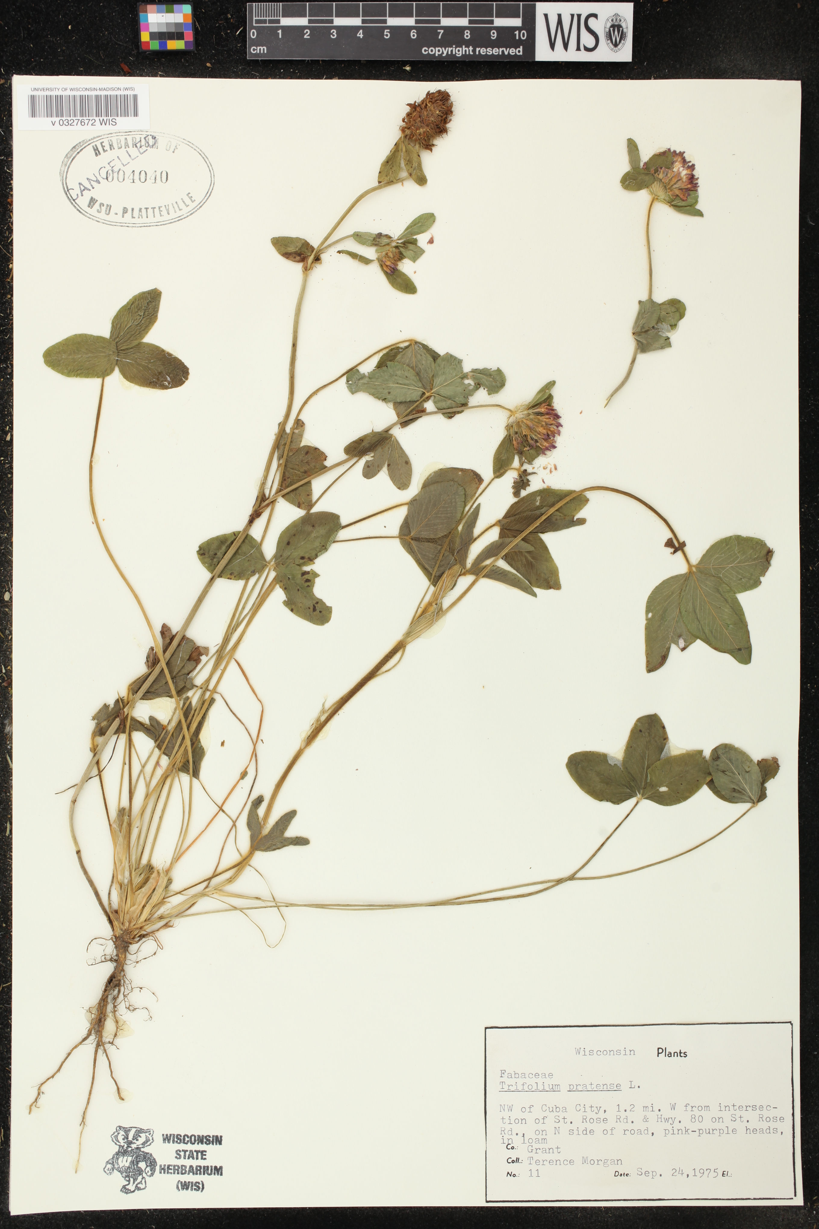 Trifolium pratense image