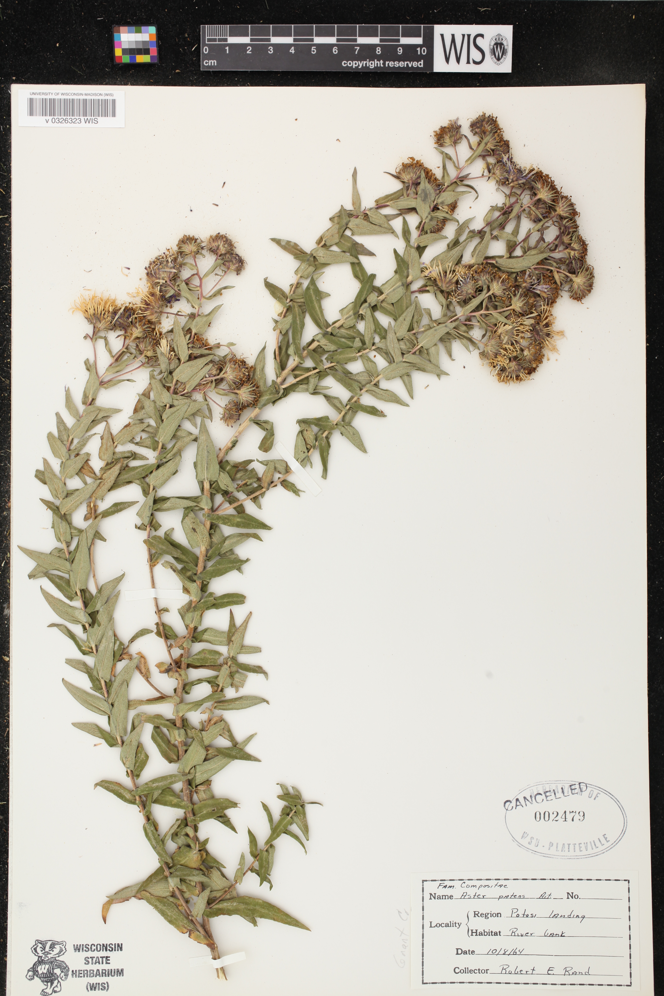 Symphyotrichum novae-angliae image