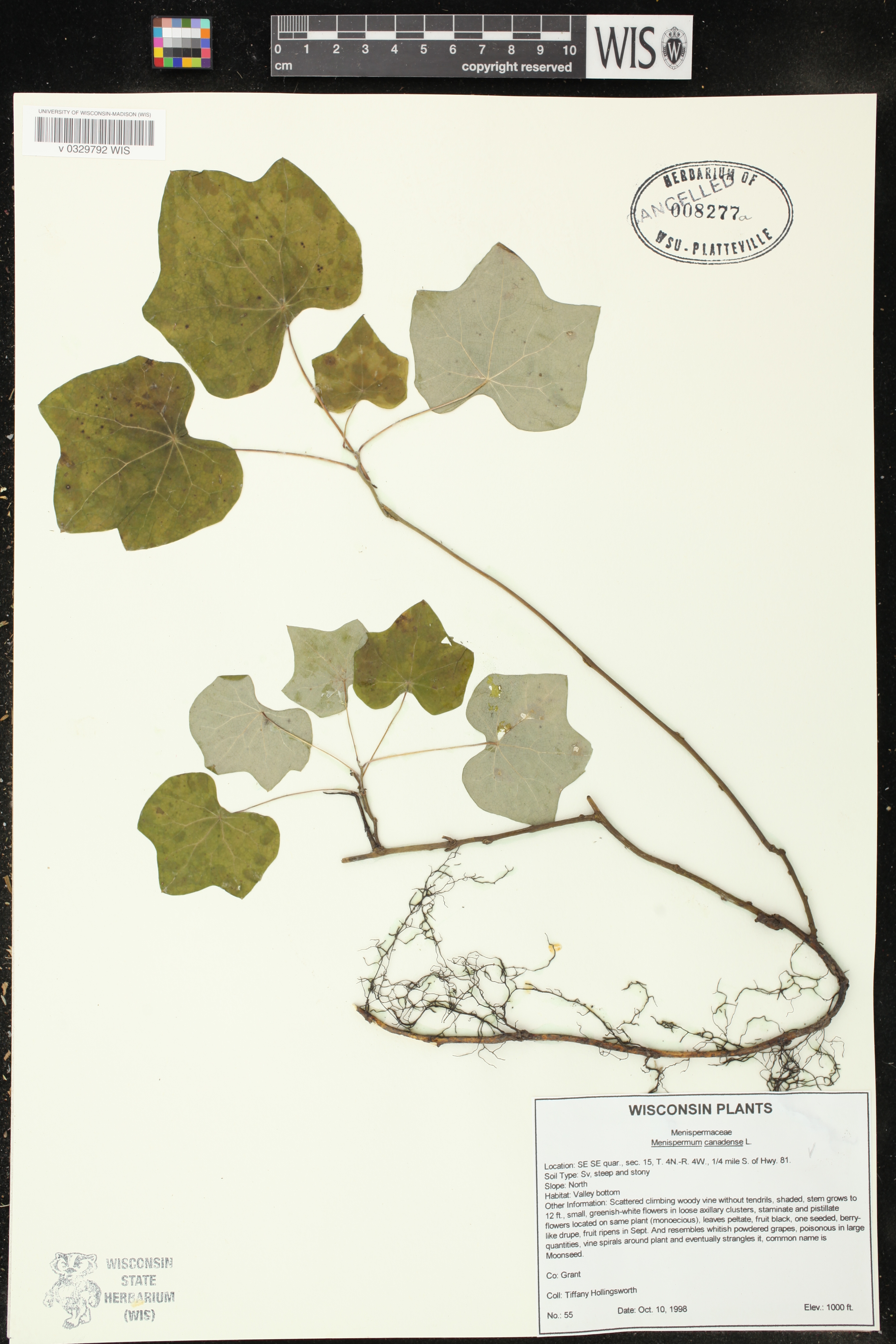 Menispermum canadense image
