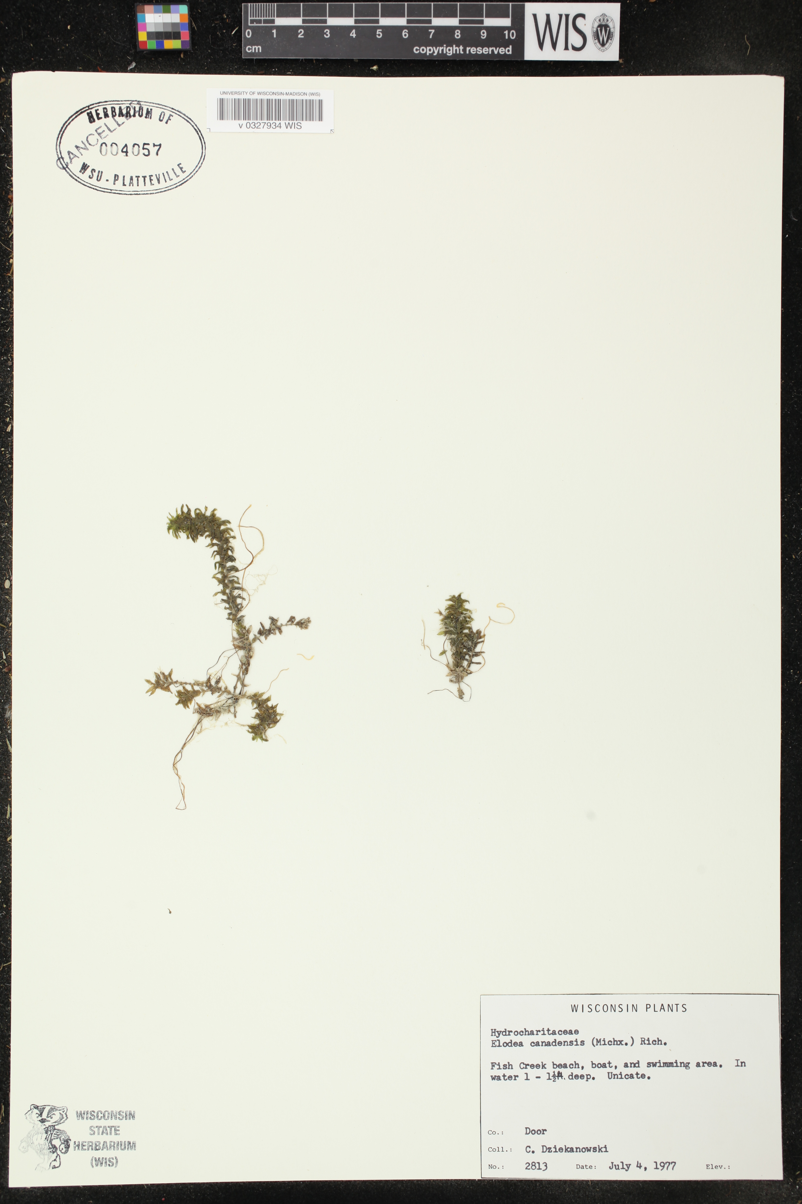 Elodea canadensis image