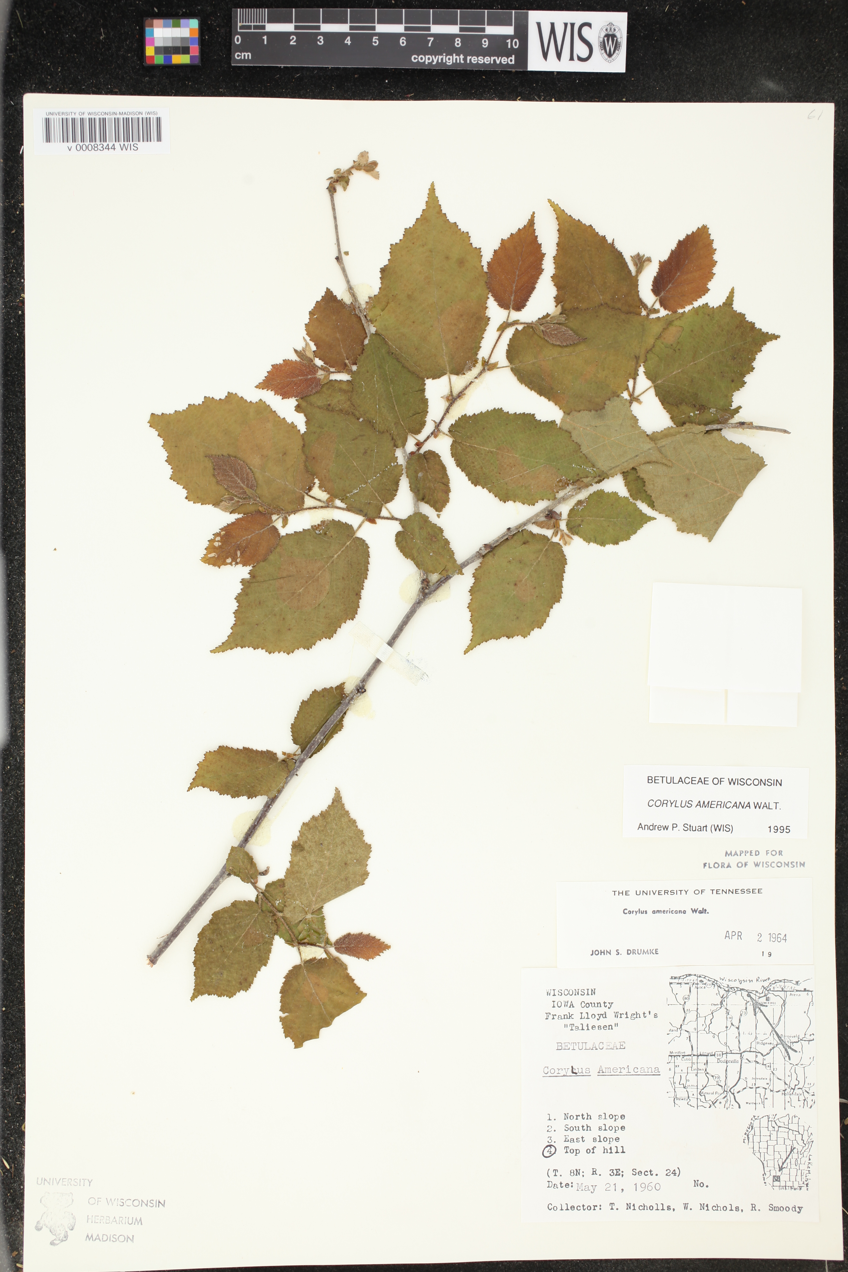 Corylus americana image