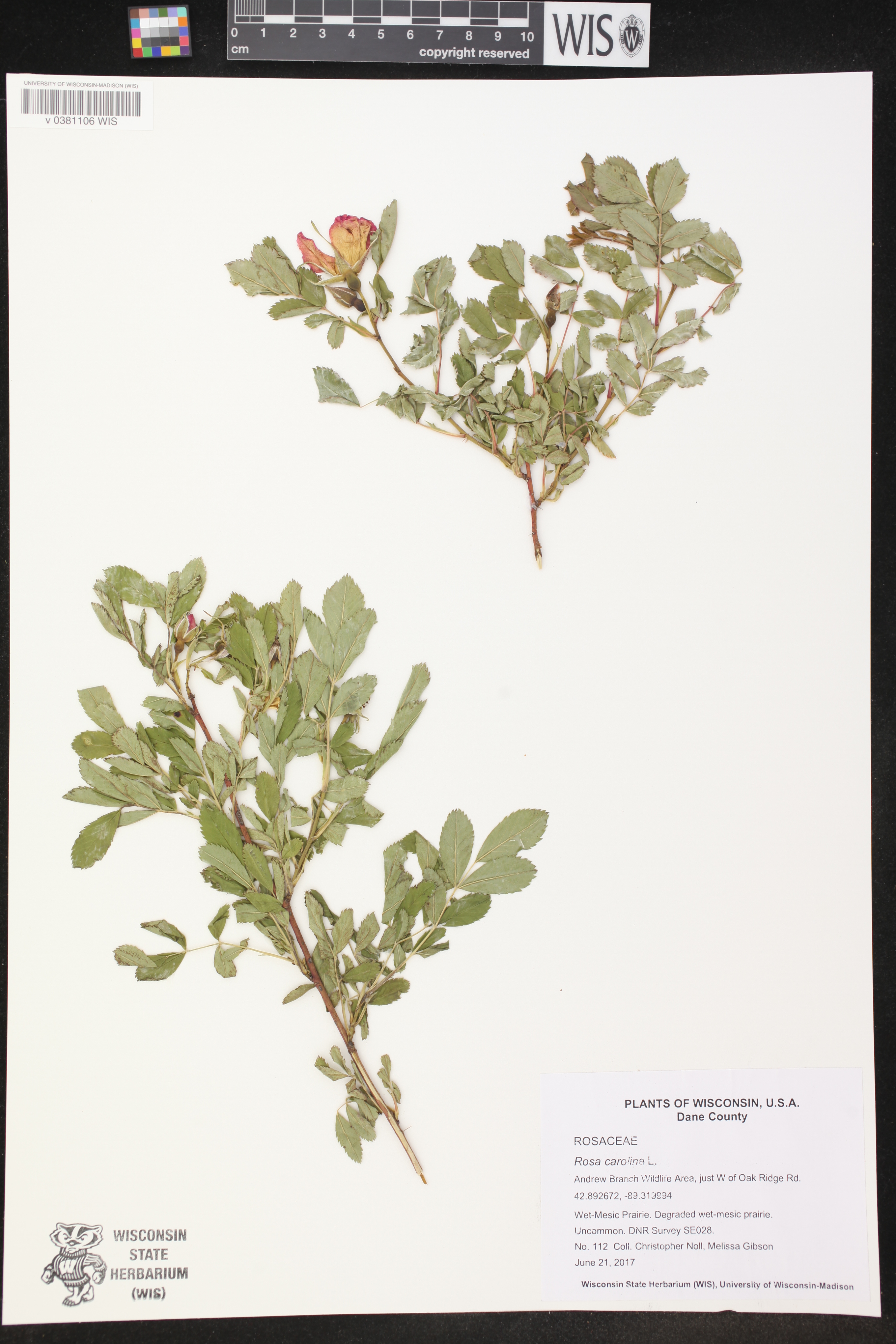 Rosa carolina image