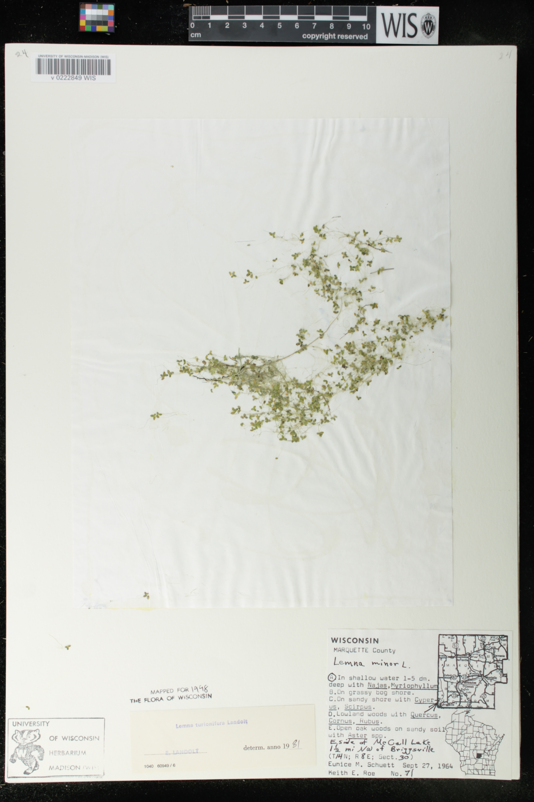 Lemna turionifera image