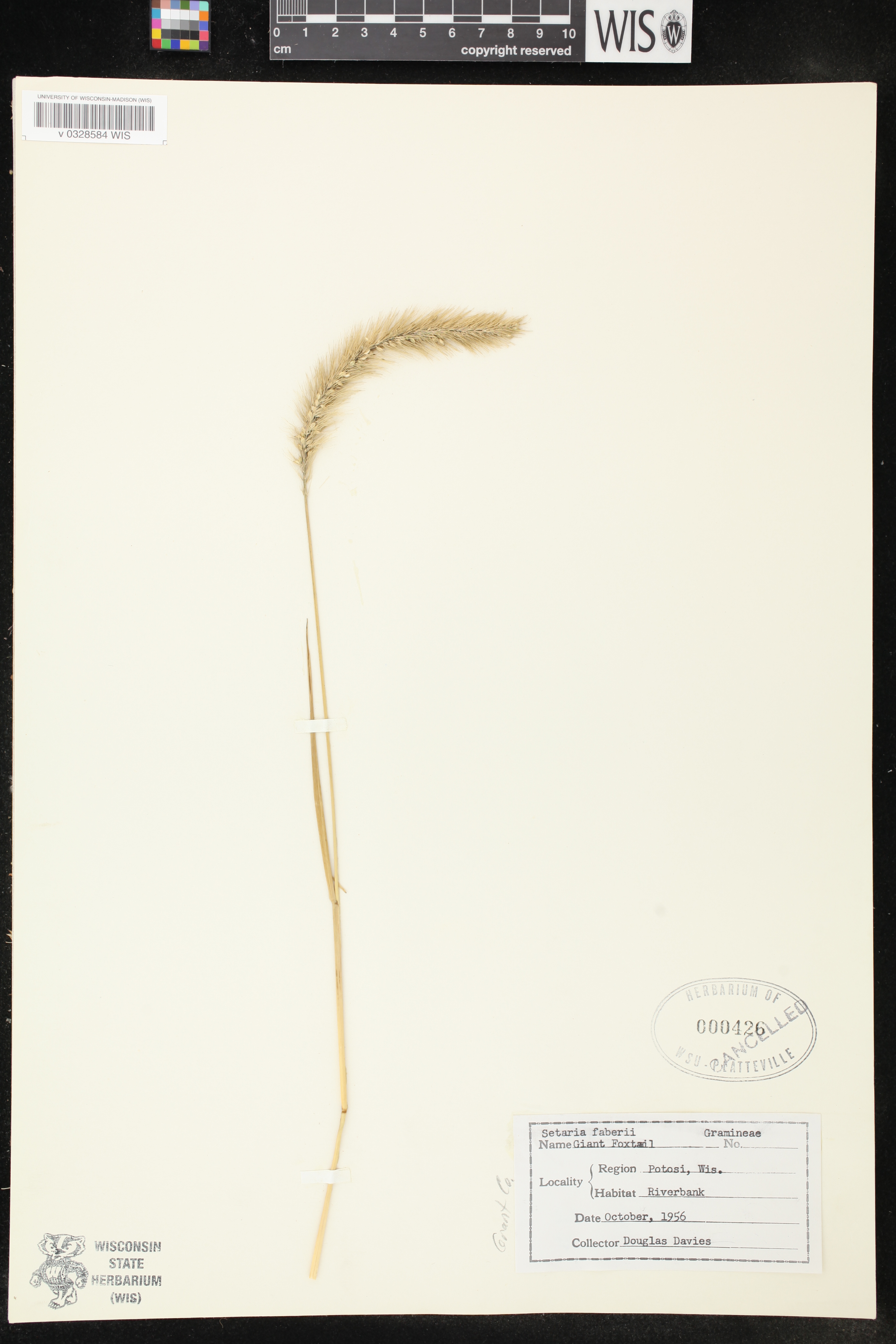 Setaria faberi image