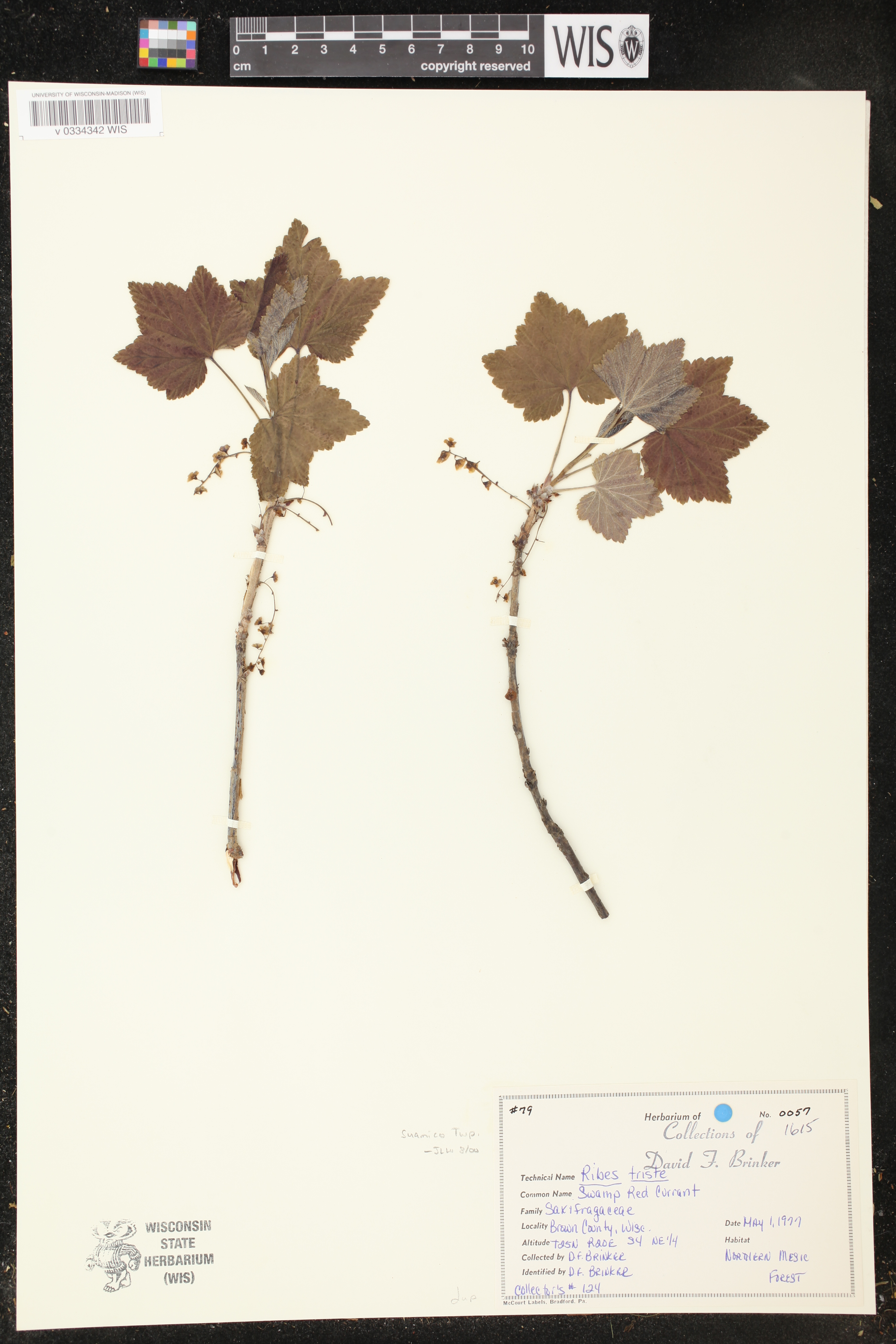 Ribes triste image