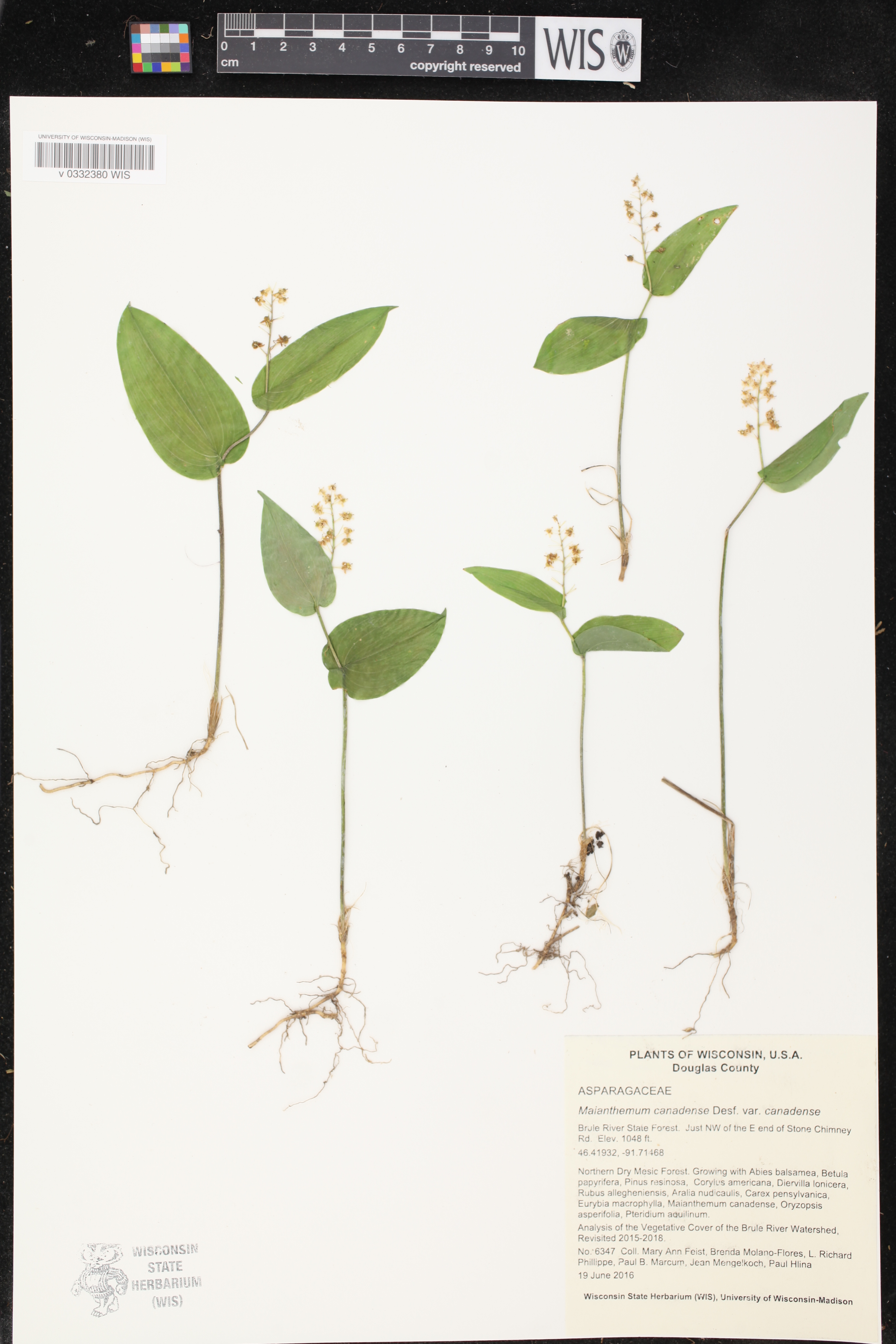 Maianthemum canadense image