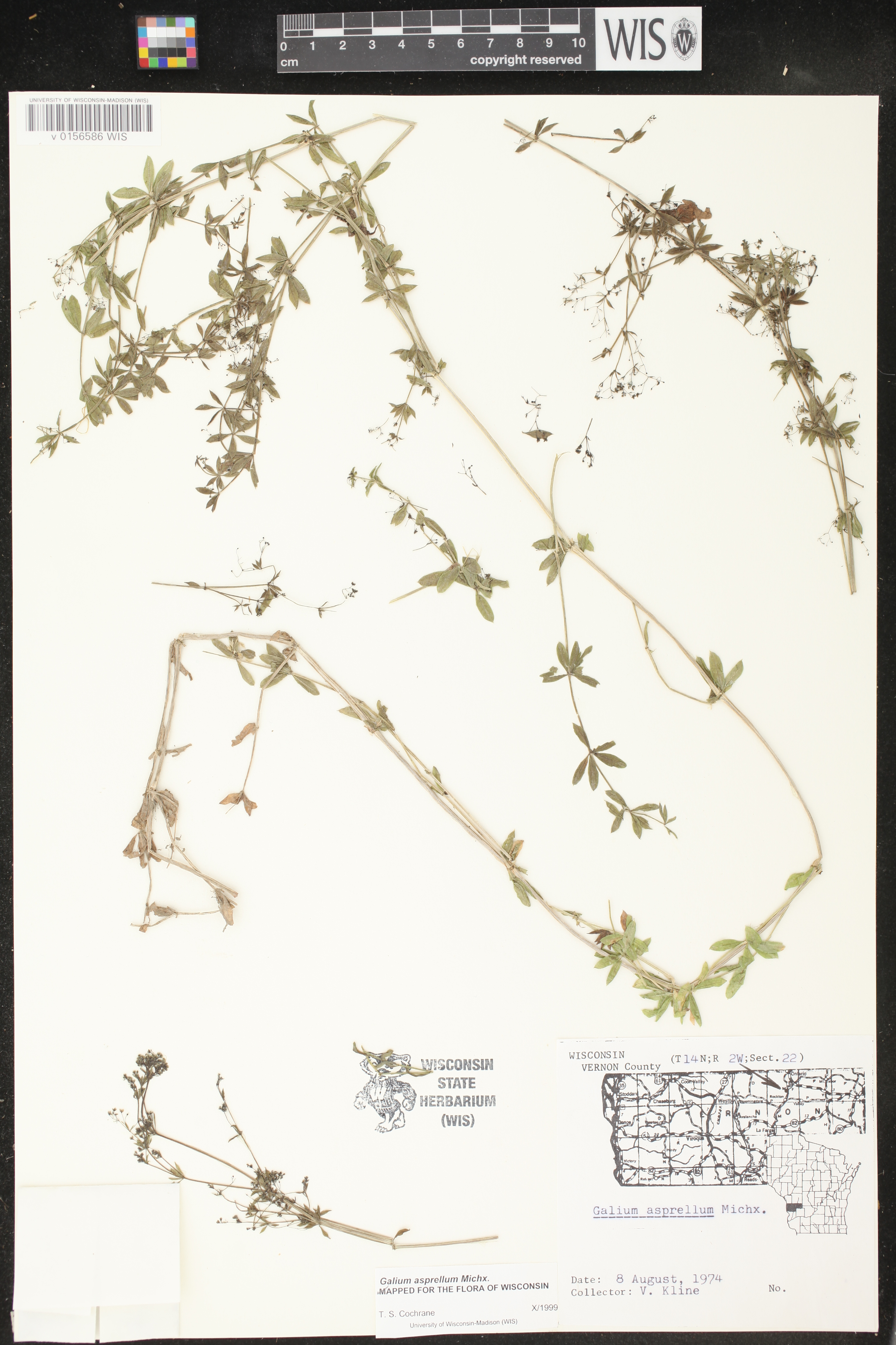 Galium asprellum image