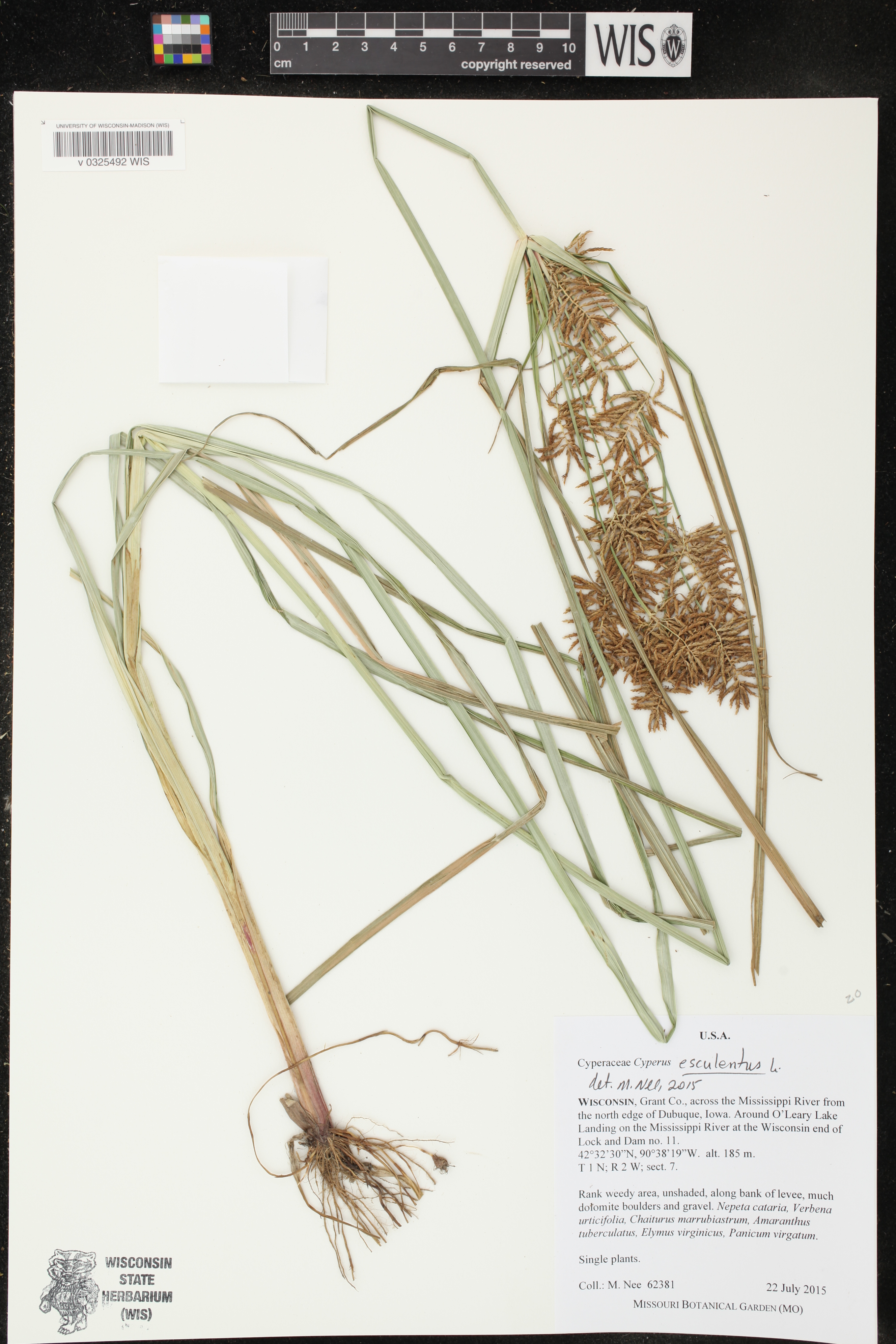 Cyperus esculentus image